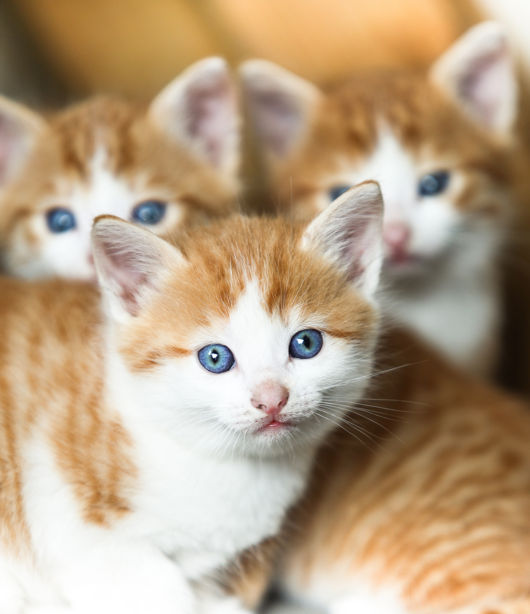 捡到猫预示什么？