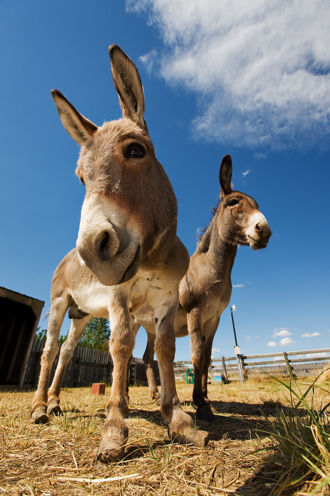 two donkeys