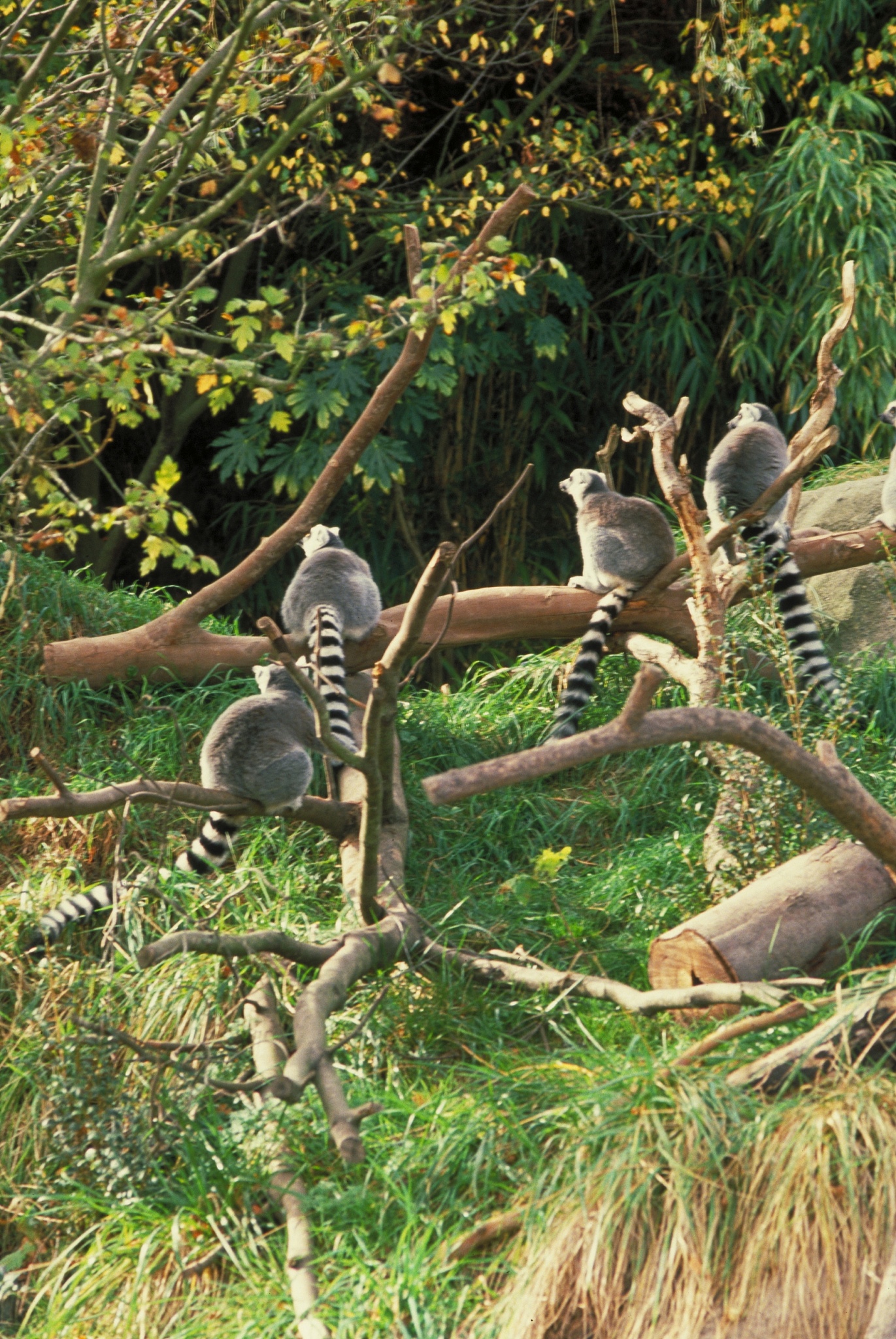 百败不折：传说中的神秘生物