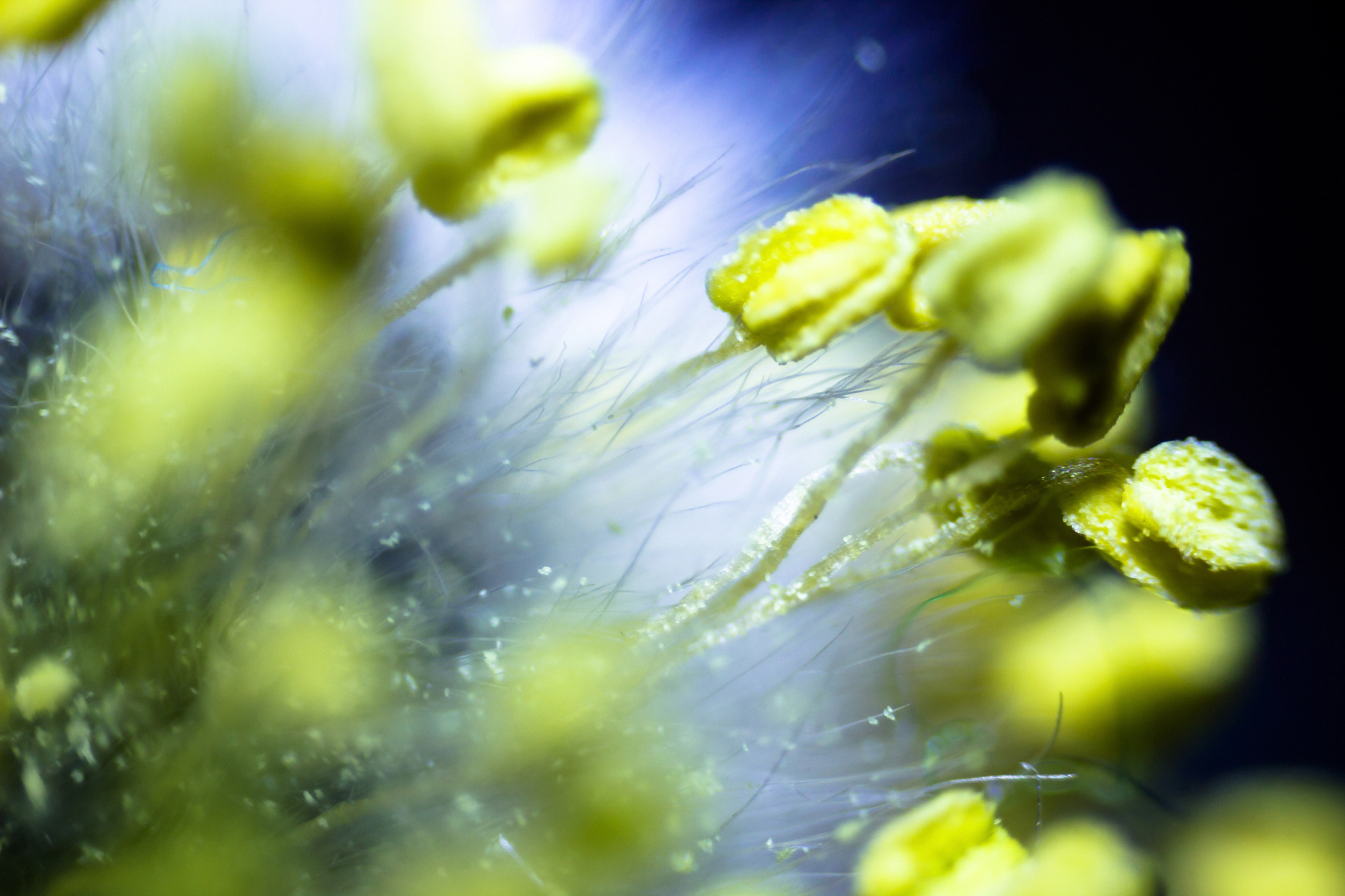 花粉作为种子植物雄配子的生物保护器其发育过程是种子植物完成有性生殖和世代交替的重要环节在生产上与有性繁殖、种子质量的优劣及产量的高低等息息相关。花粉发育过程一直是高等植物生长发育的研究热点。拟南芥属于典型的双子叶十字花科植物基因高度纯合是全球应用最广泛的模式植物被誉为植物中的果蝇其在植物实验中的重要性与影响力均不言而喻16。因其生长周期短、形态特征分明、基因组小、遗传操作简单、易于实验室中生长等特
