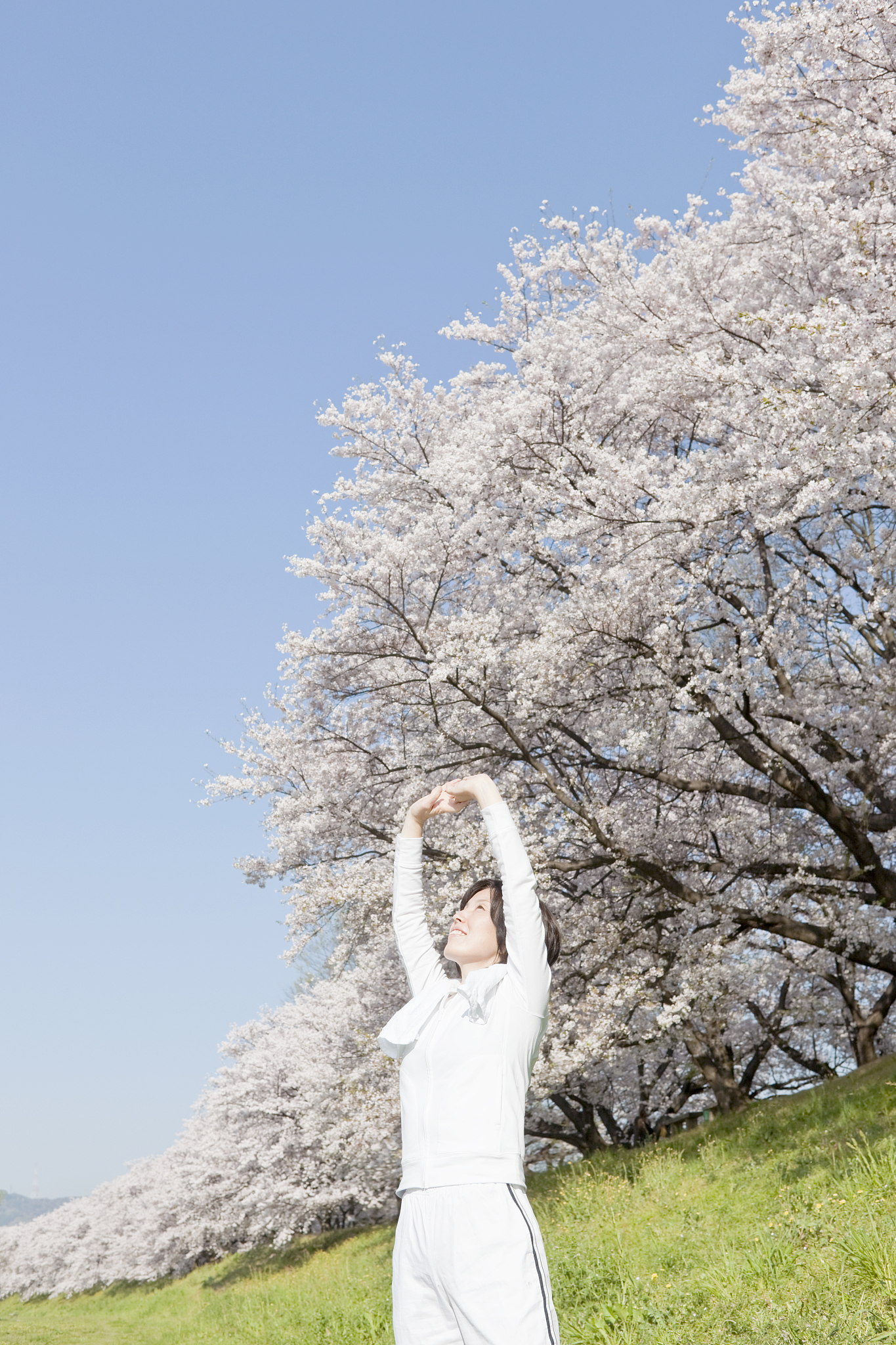 cherry blossoms and women