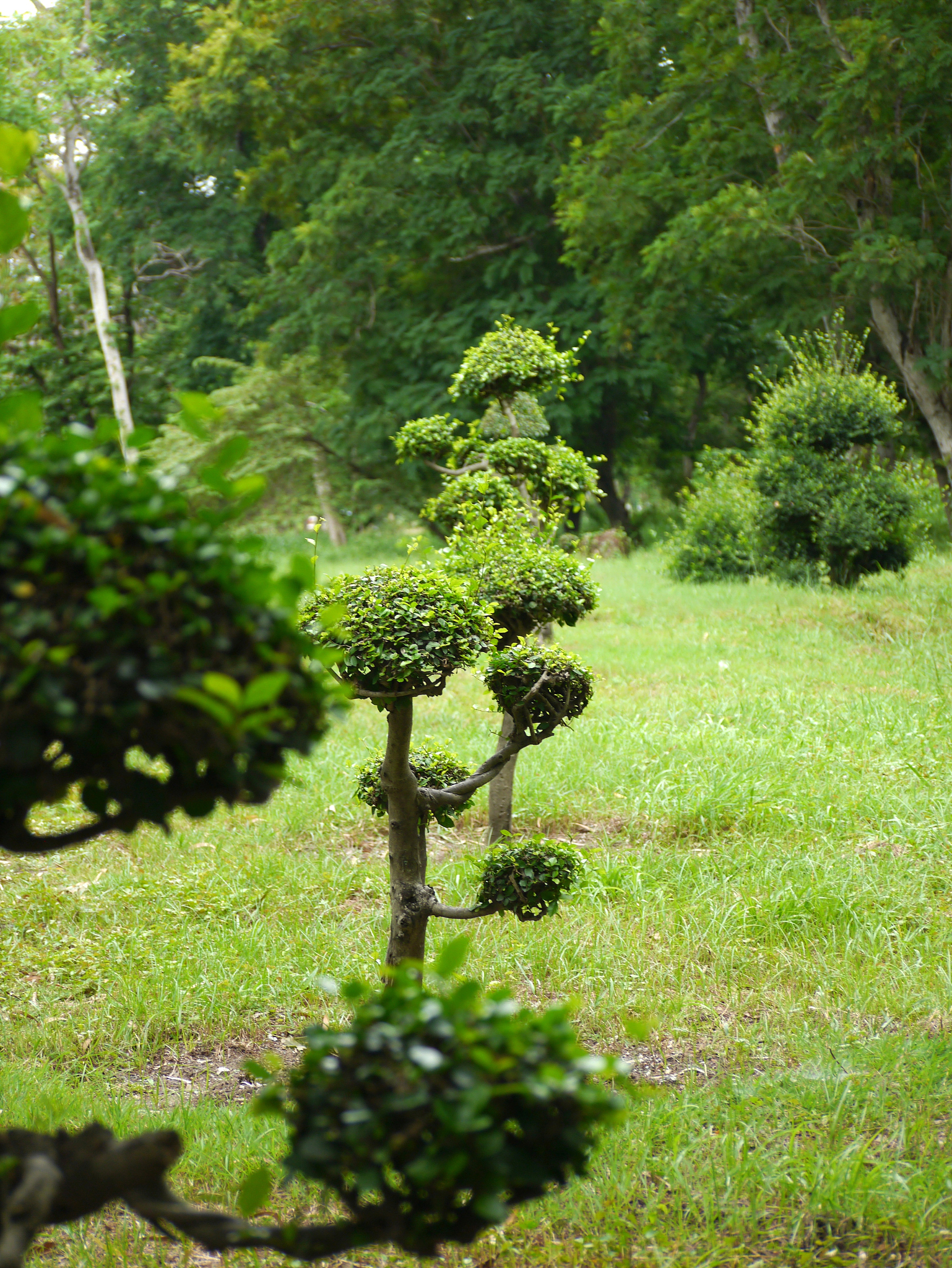 帮生成某地区的共生、互惠、竞争植物数据集 帮生成某地区的共生、互惠、竞争植物数据集