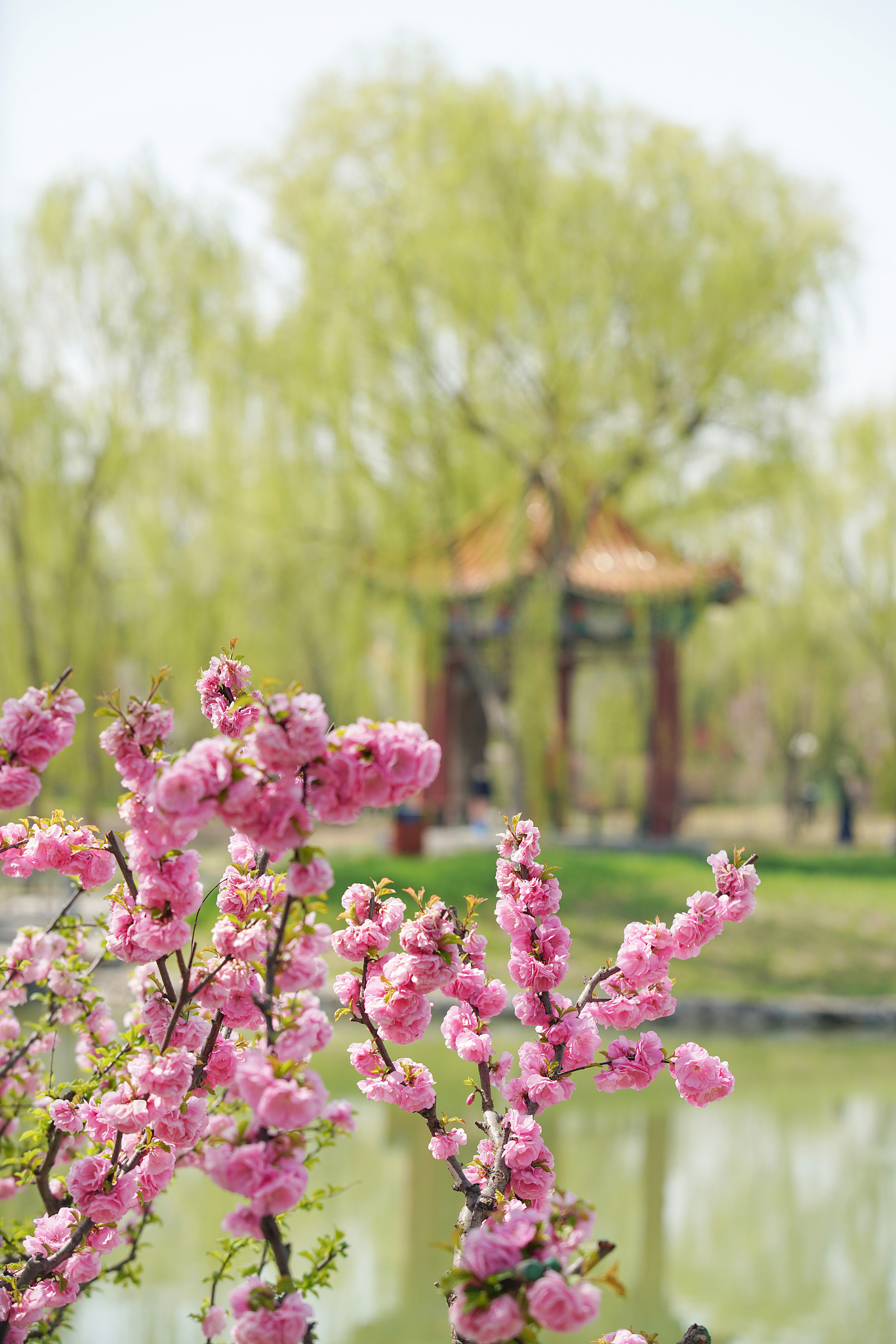 春天在哪里？陈伯吹朗诵 - 春天美景诗意盎然