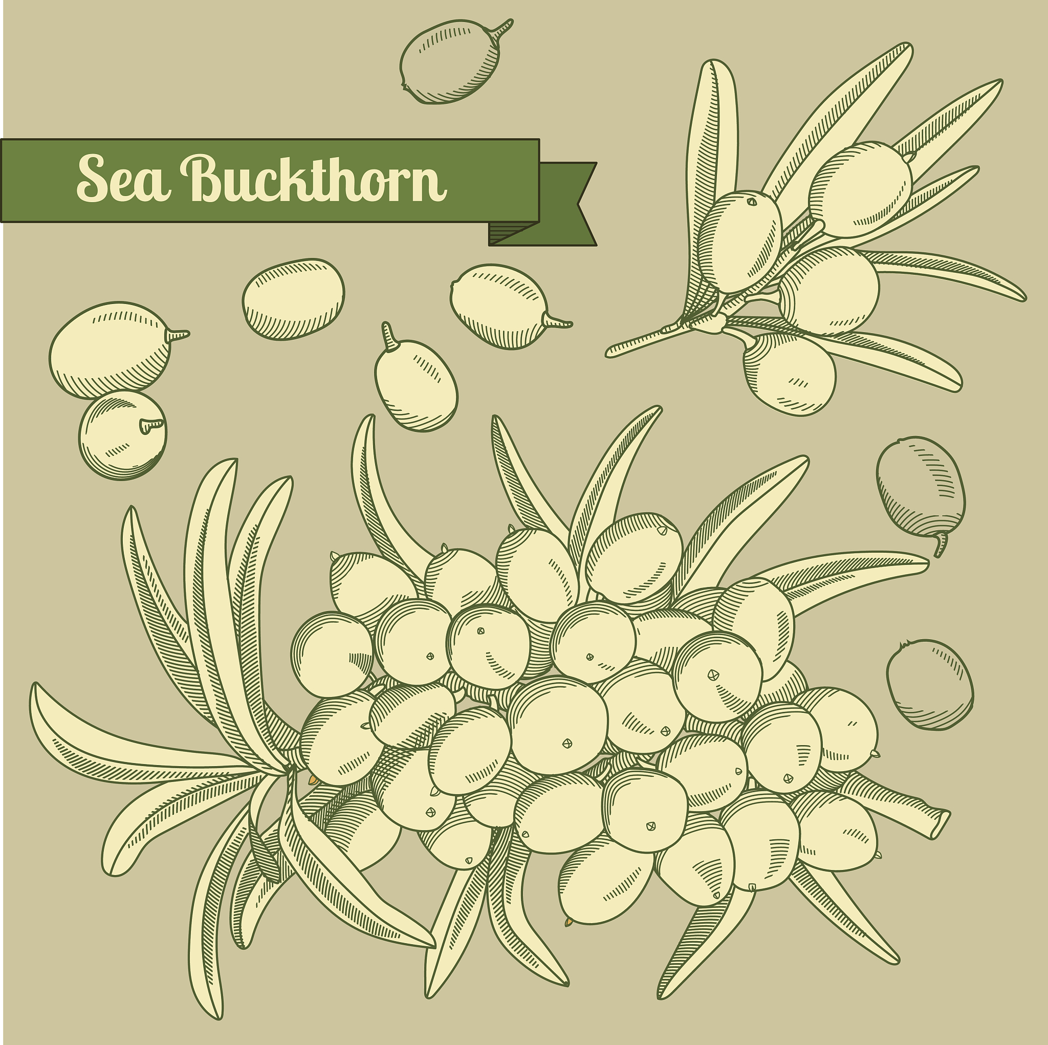 鼎鑫鲜榨沙棘果汁可以提高肾功能吗？