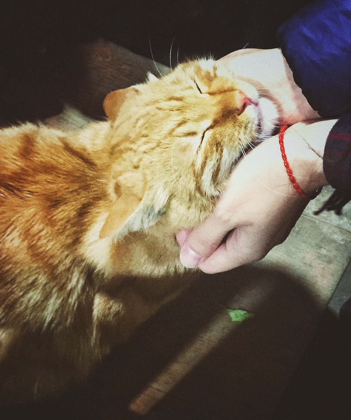 扮演一名猫猫主人写出5条撸猫日常文章标题