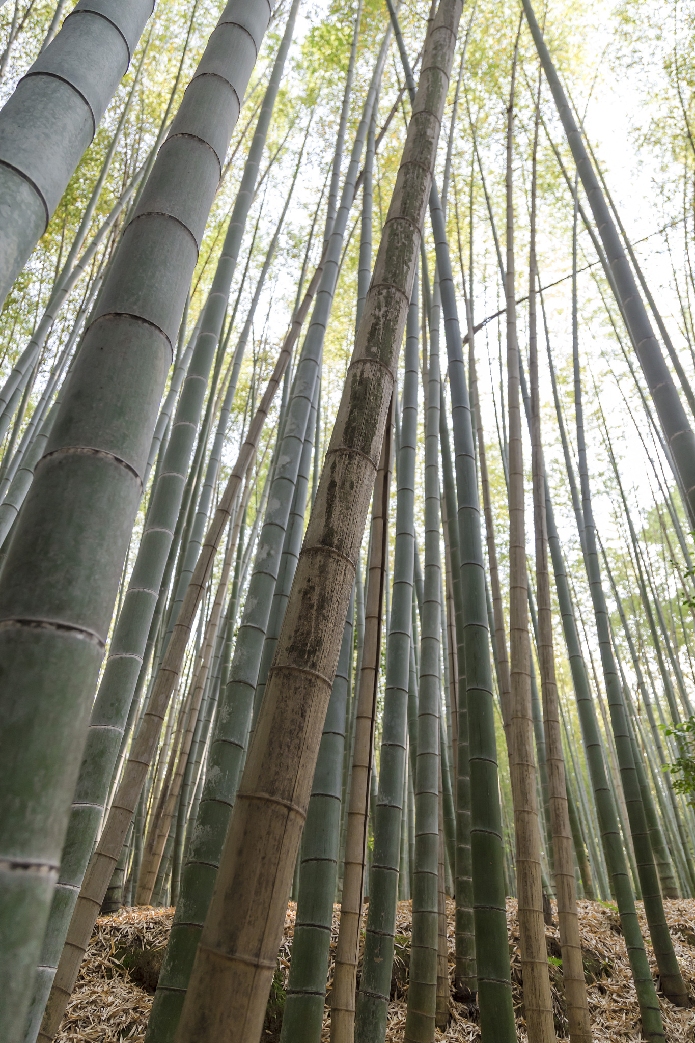 bamboo forest