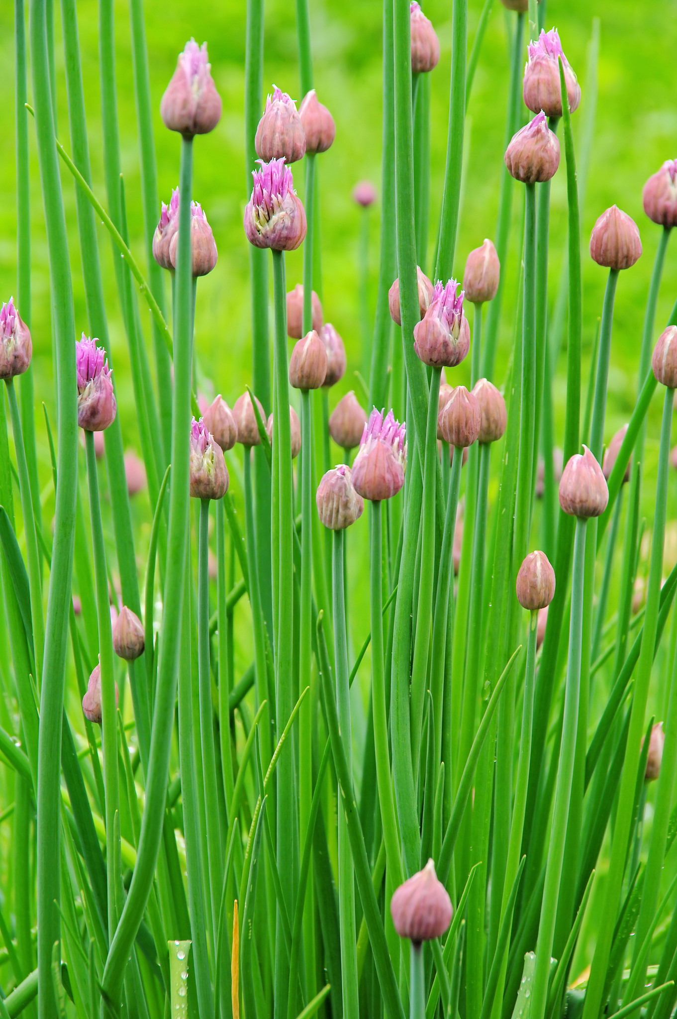chives