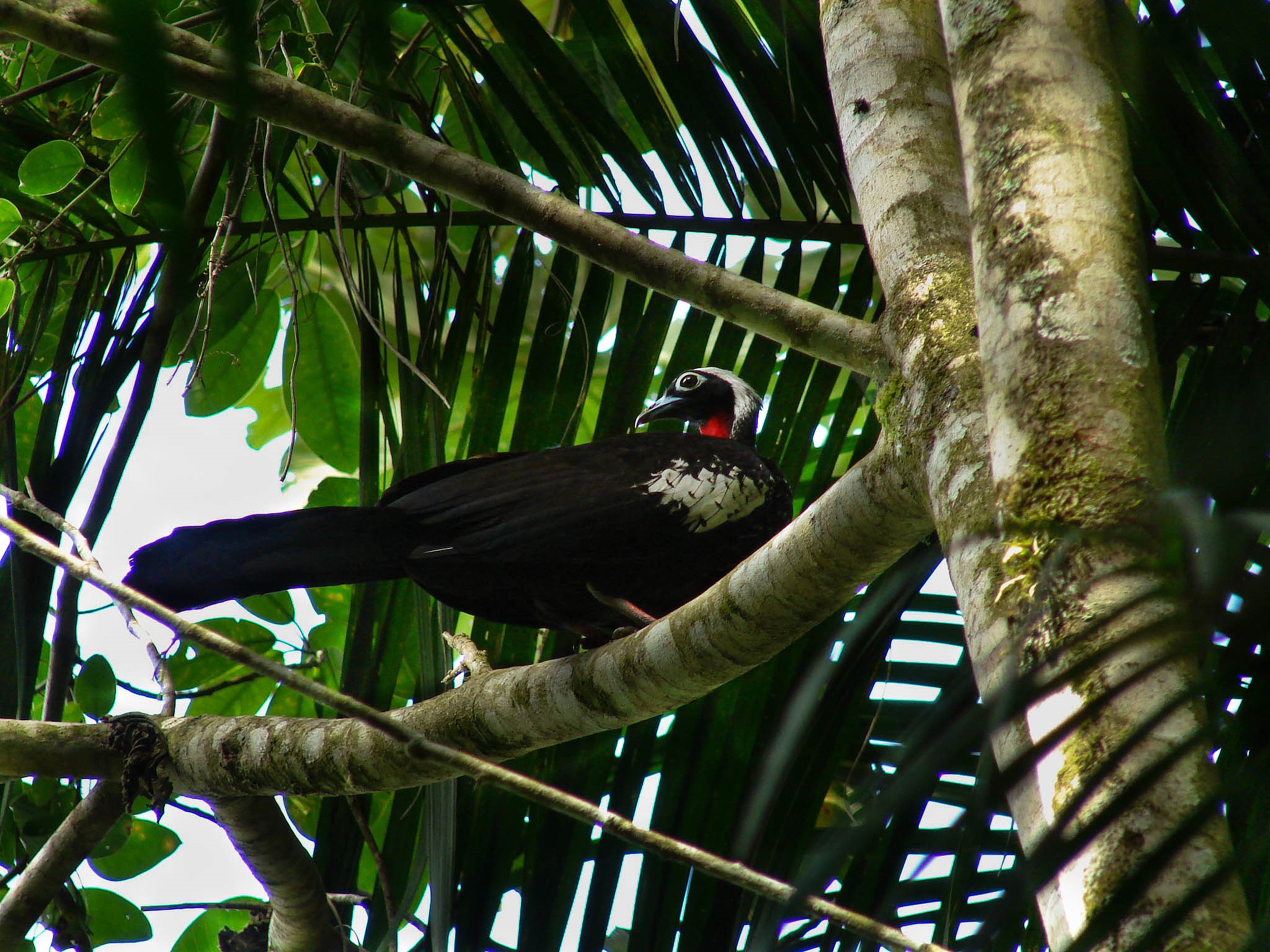 jacutinga aburria jacutinga perched on tree at atlantic forest