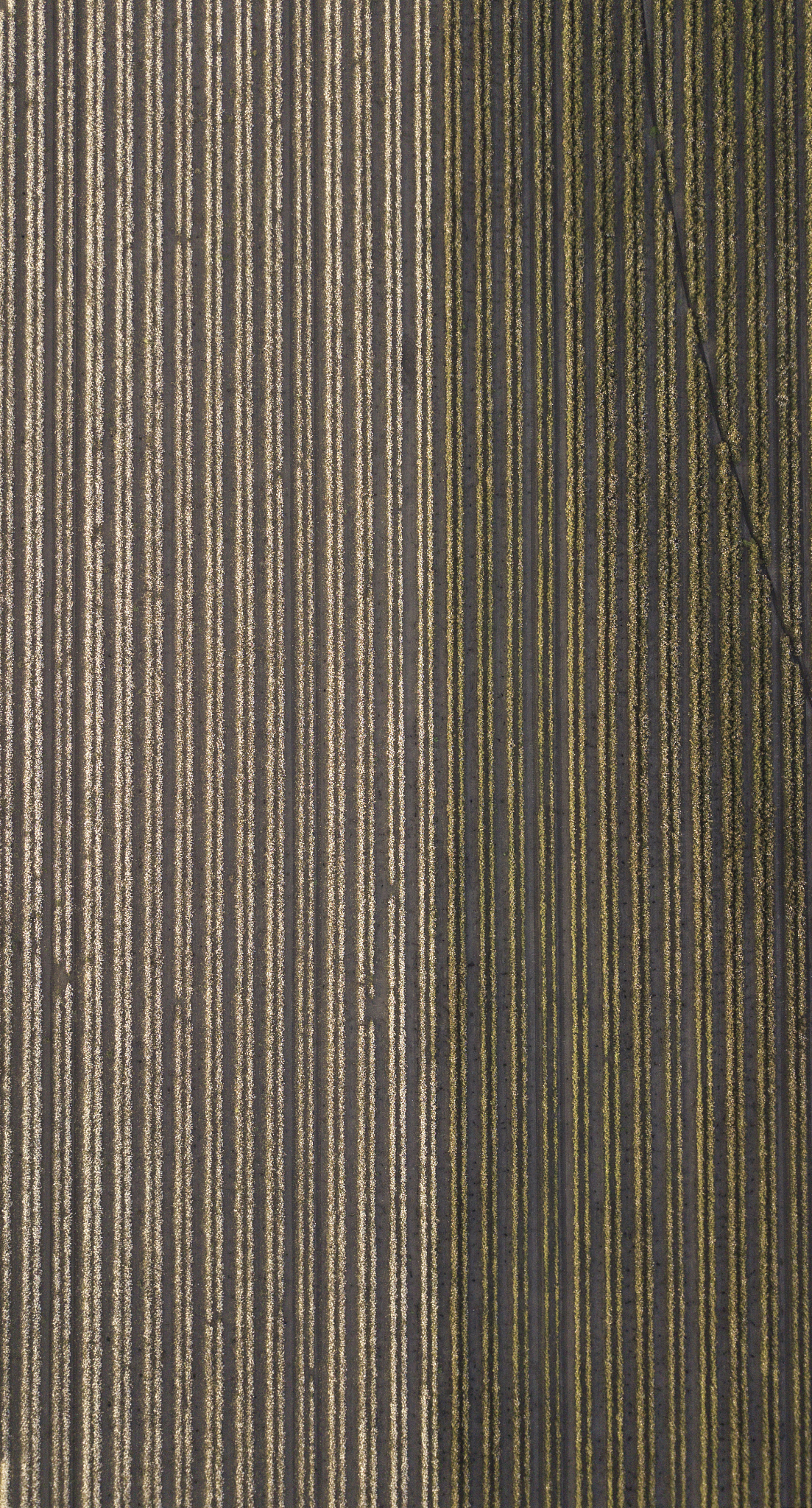 棉花在中国：从古代文明到现代生活