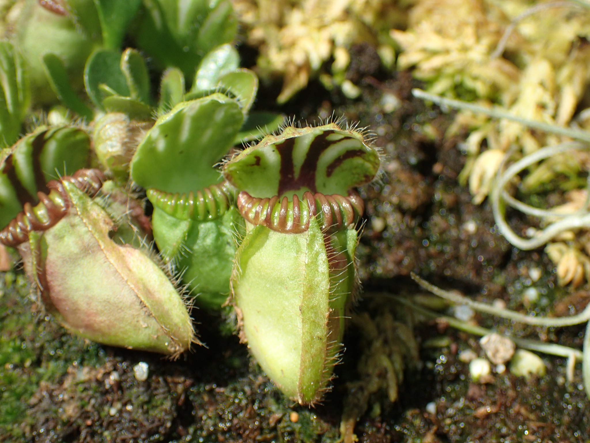 如果只考虑整株植物的形态大小世界上最大的食虫植物是什么？世界上最大的食虫植物是猪笼草属Nepenthes中的尼罗龙Nepenthes rajah它的茎长可达15米捕虫笼直径可达30厘米能够捕捉大型昆虫和小型哺乳动物。为什么不是盾籽穗叶藤盾籽穗叶藤属于茎缠绕型食虫植物虽然也很大但整株植物的形态大小不如猪笼草属中的尼罗龙。因此从整株植物的形态大小来看尼罗龙是世界上最大的食虫植物。盾籽穗叶藤的藤蔓最长能