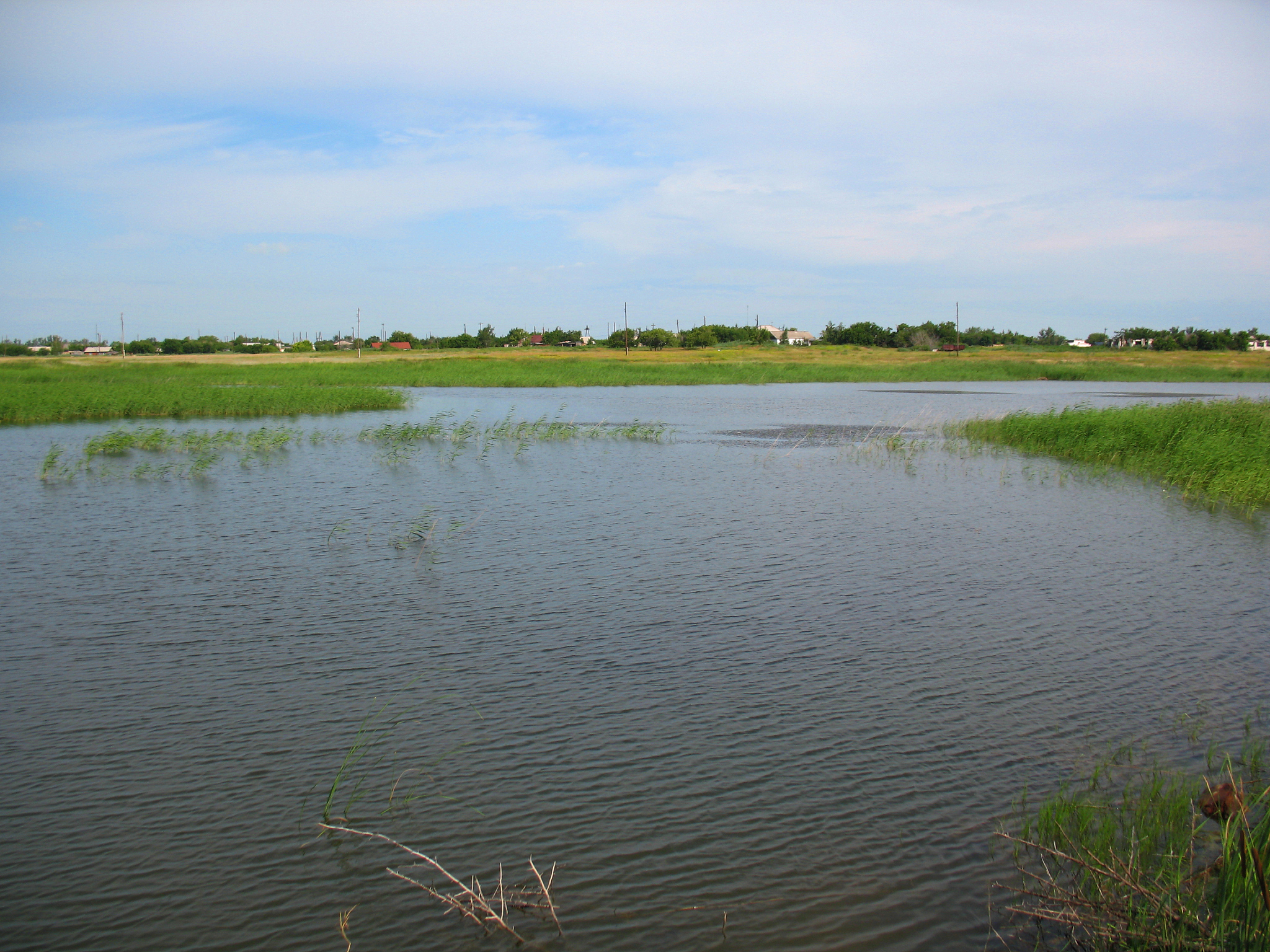 湿地种子库与植被恢复研究进展：以南四湖为例