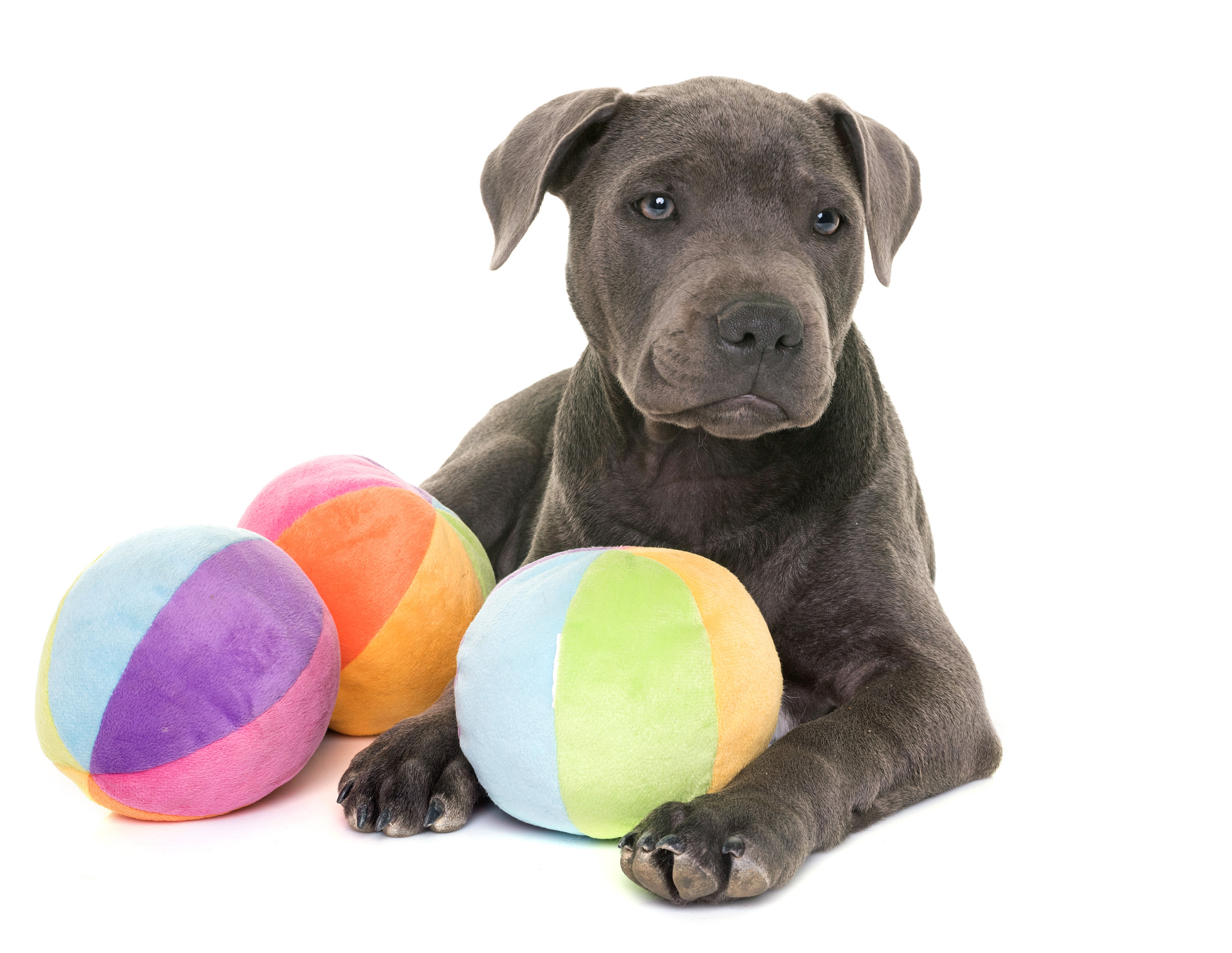 15本天女狗球怎么玩