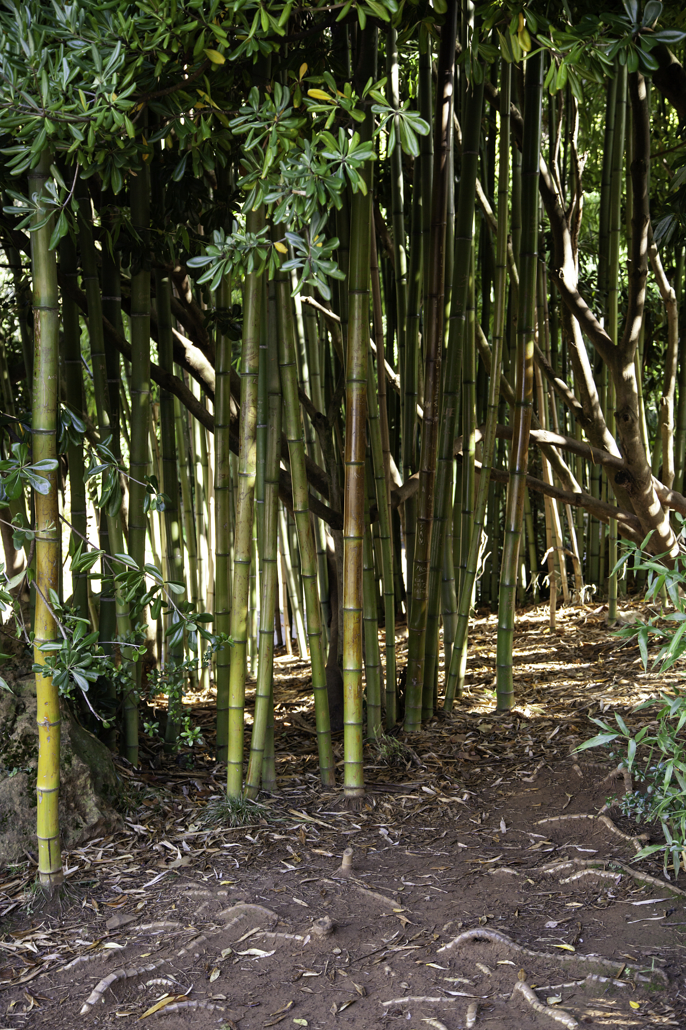 bamboo jungle trunks