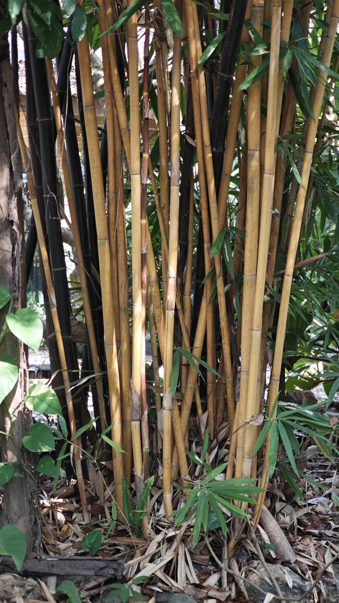 宁静的花园竹林
