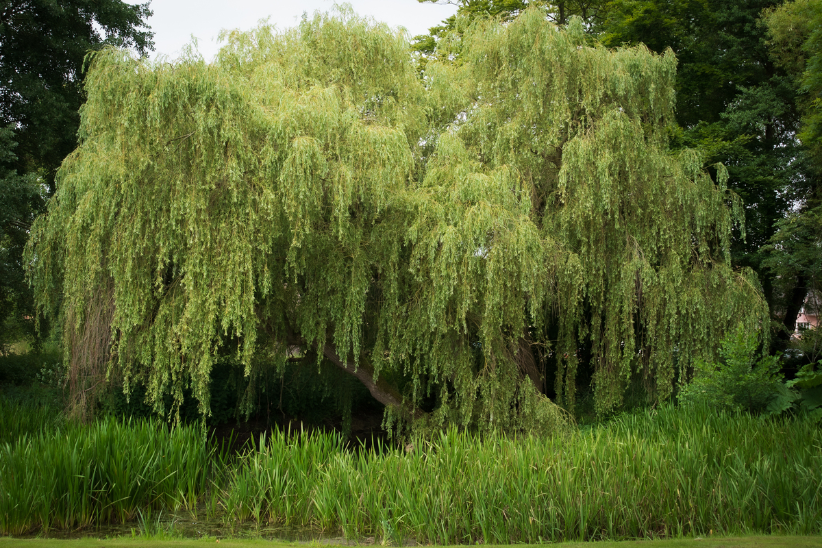昆仑山柳：生长在高原的坚韧树种