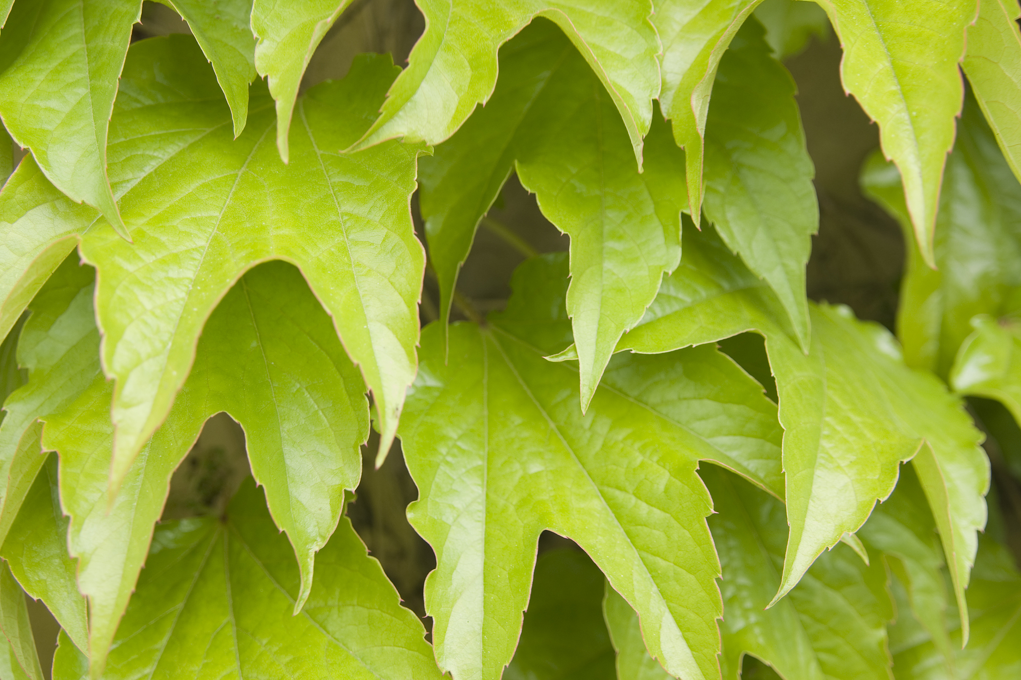 boston ivy