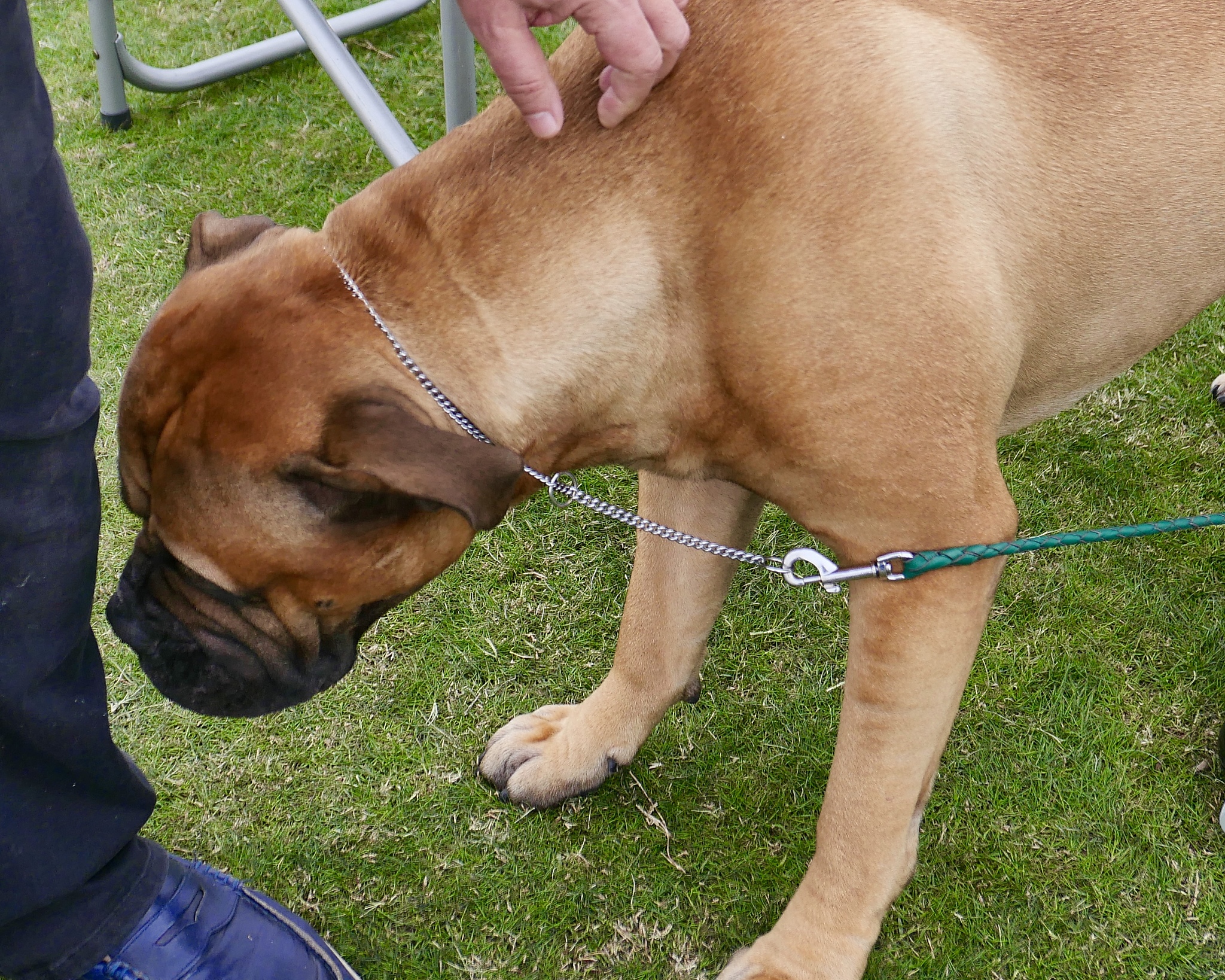 如何训犬大小便