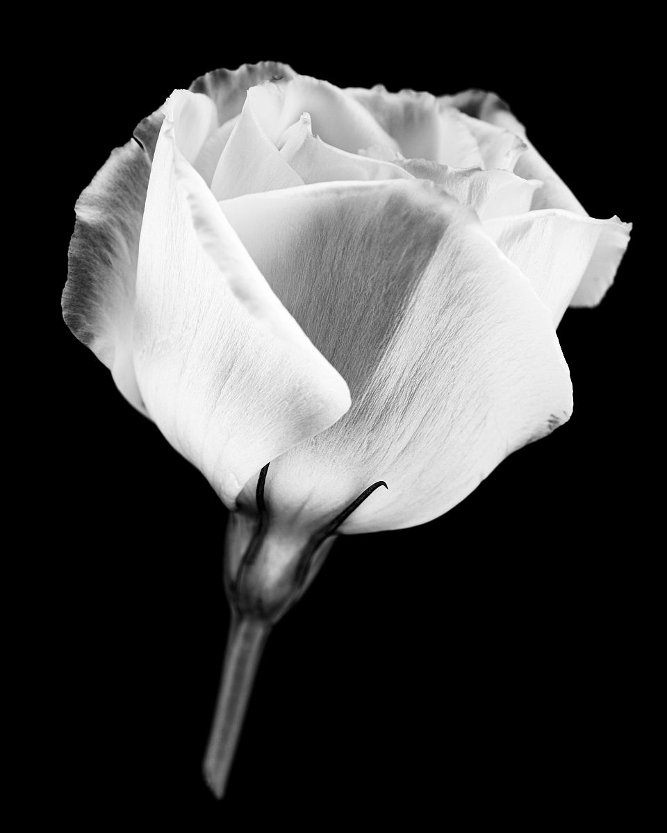 桔梗皂苷高效提取工艺研究