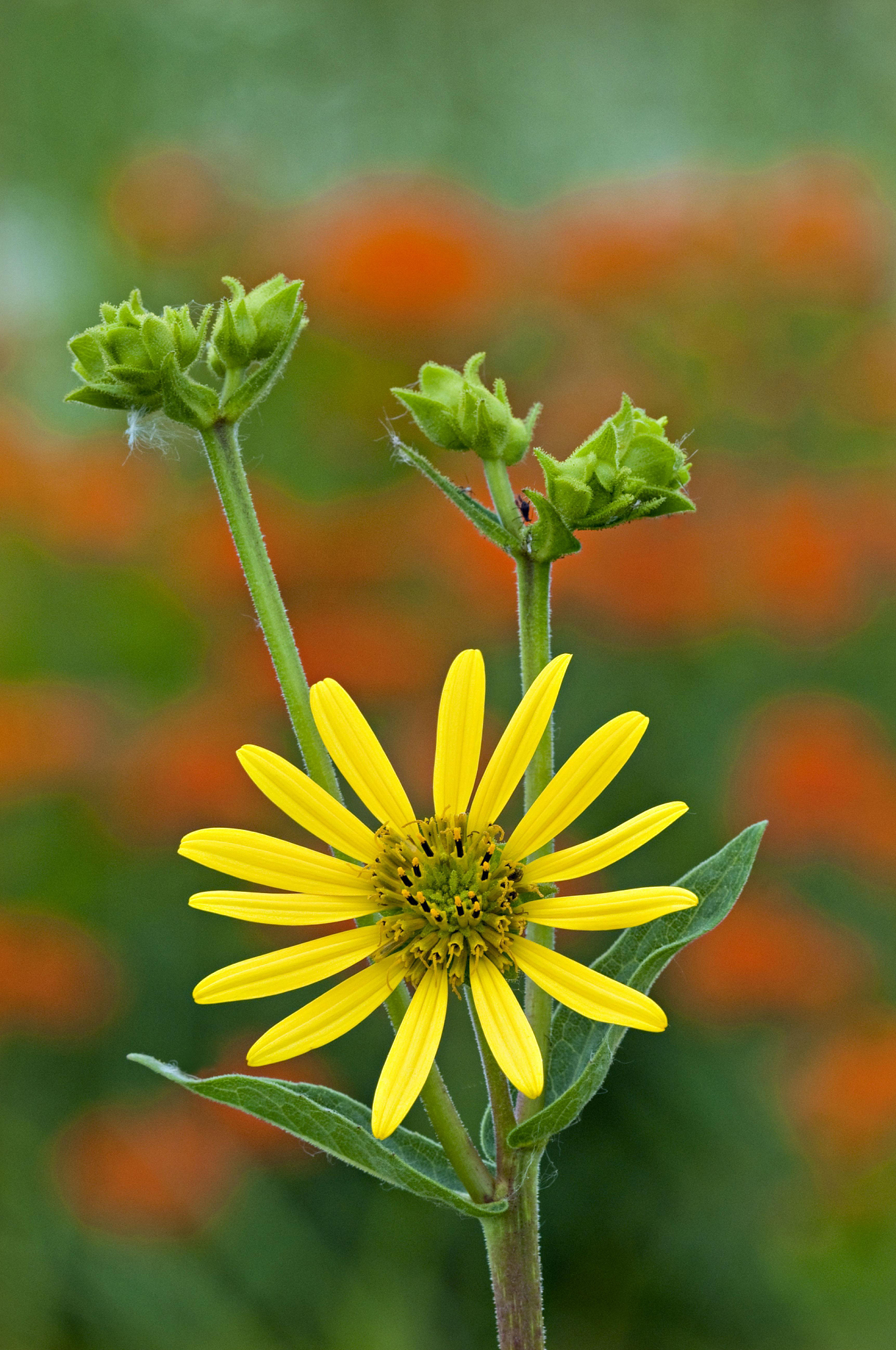 rosin weed in a tall grass prairie, silphium integrifolium. stou