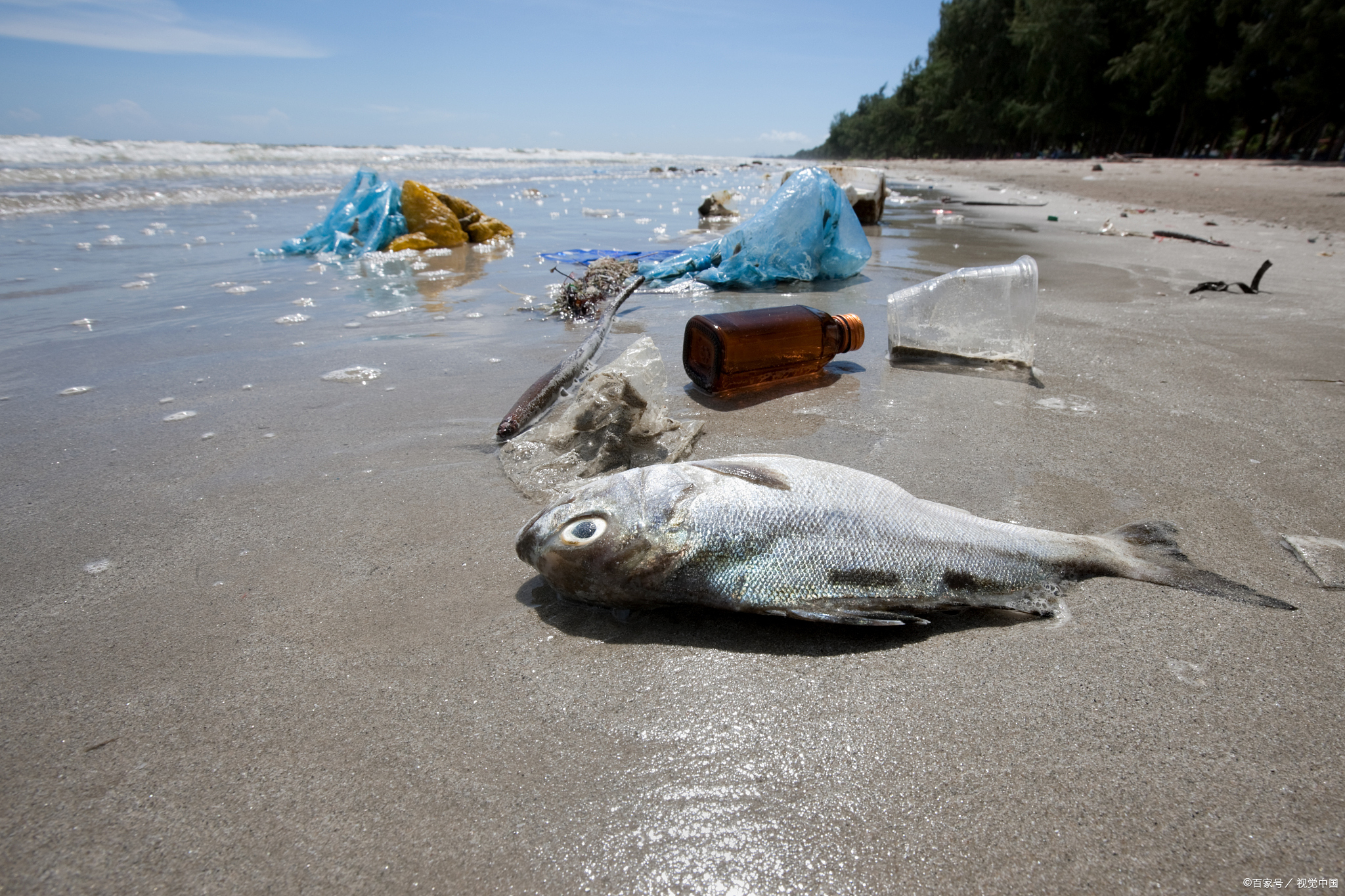 「前沿探究」海水海洋环境中塑料的生物降解新方向