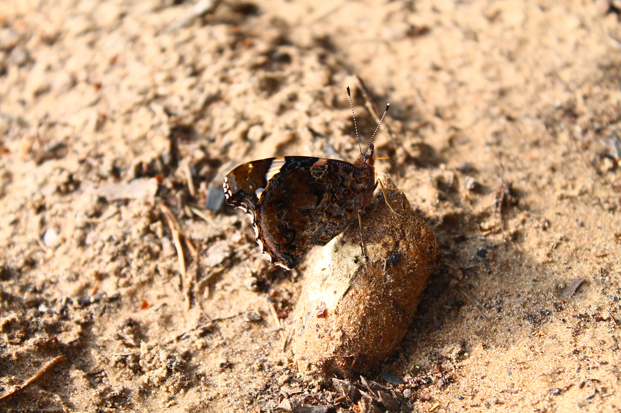 水熊虫能被冻死吗？低温下生存秘密大揭秘