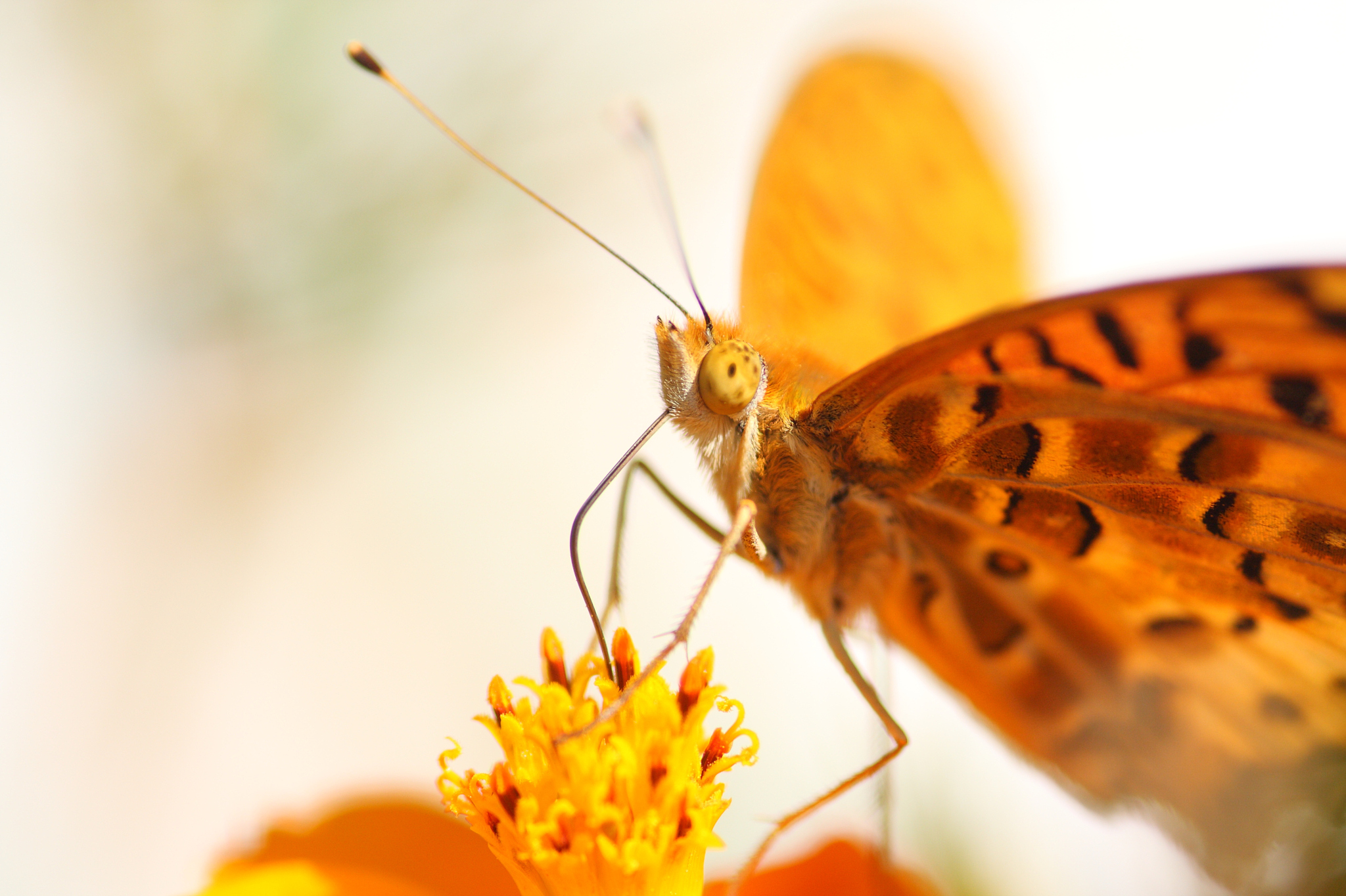 butterfly