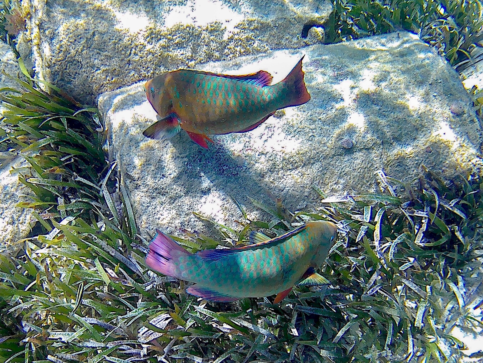 鱼形裸藻有毒吗？关于鱼腥藻毒素你必须知道的事