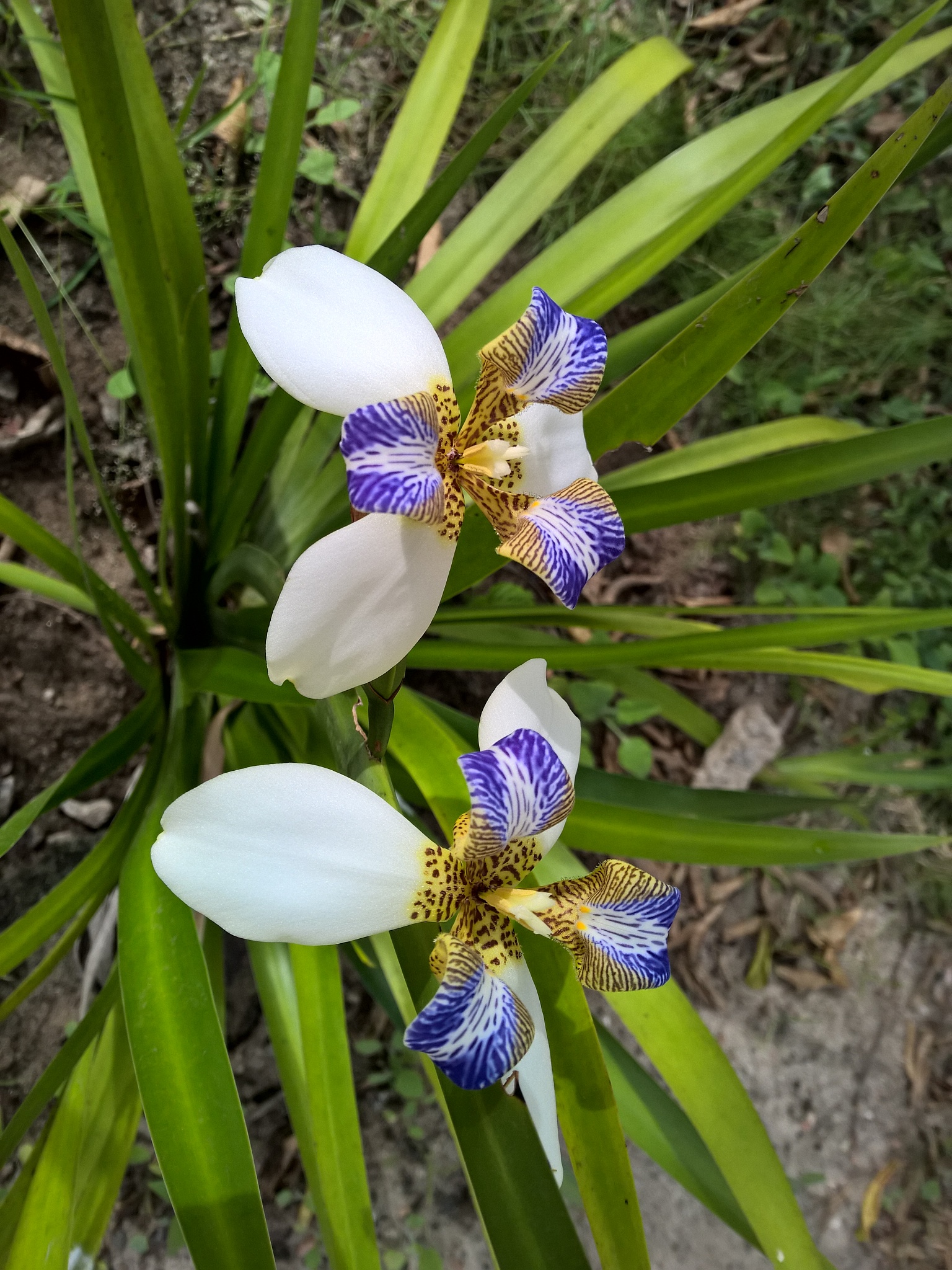 brazilian neomarica candida flower in the garden
