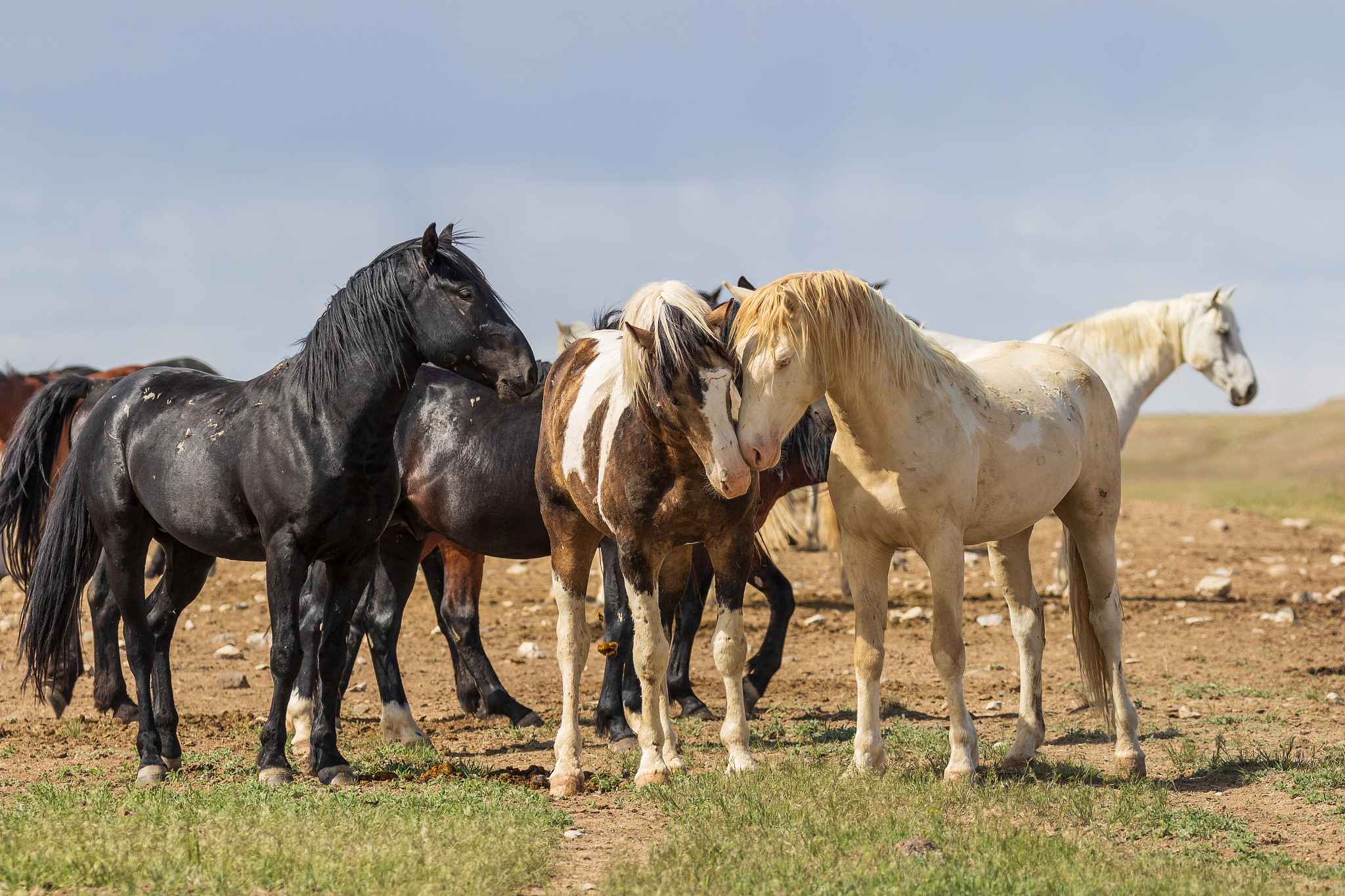 wild horses in the utah desert