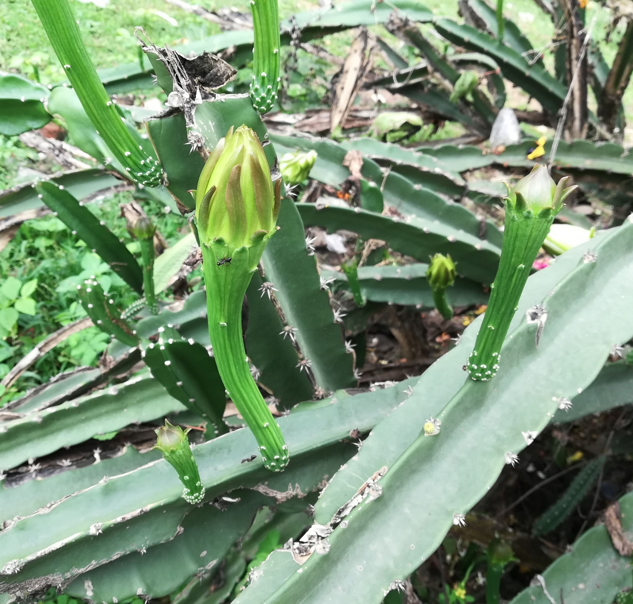 电缆干燥层位置：保护层内侧？