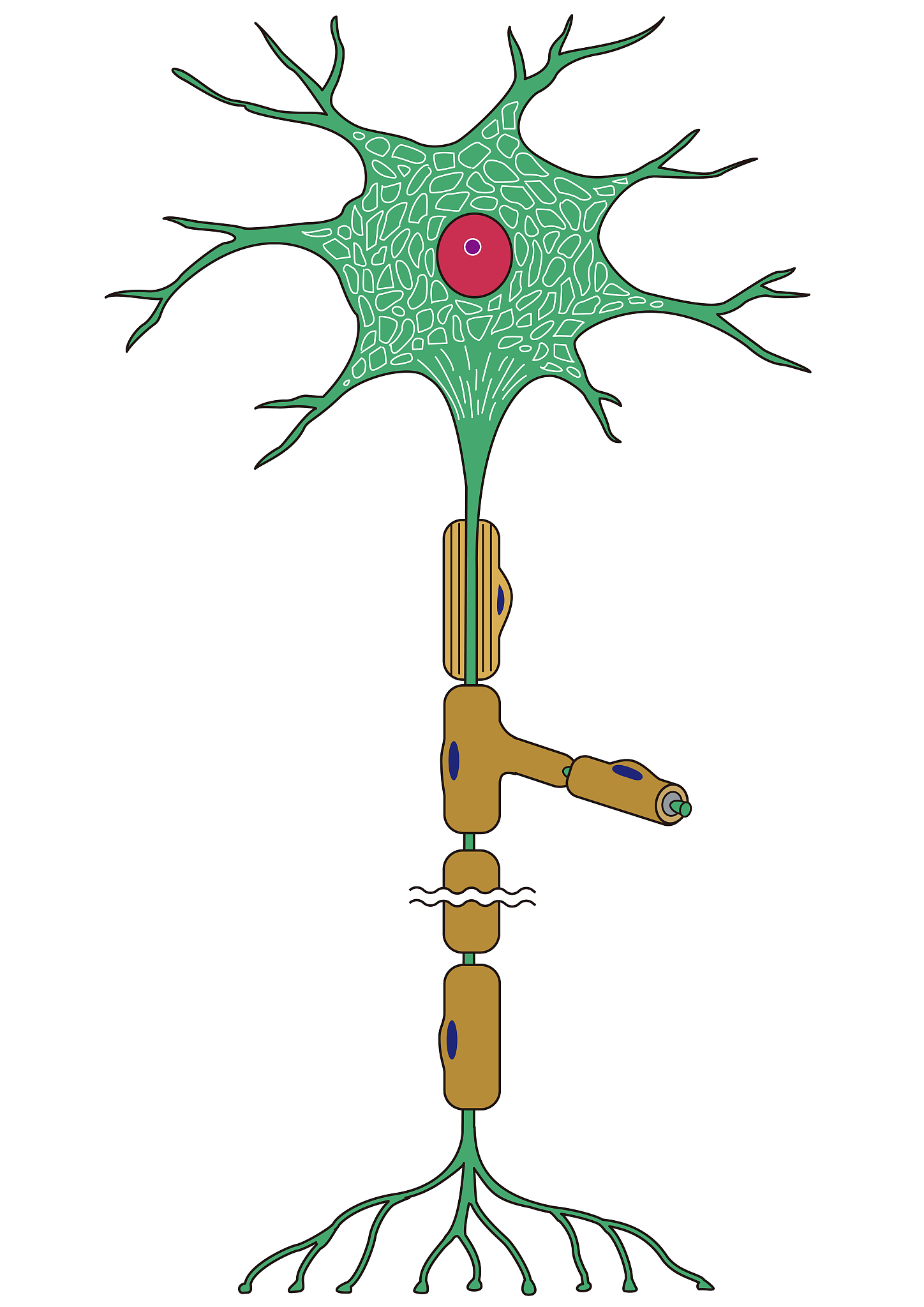 神经环路研究方法：探索大脑连接的奥秘