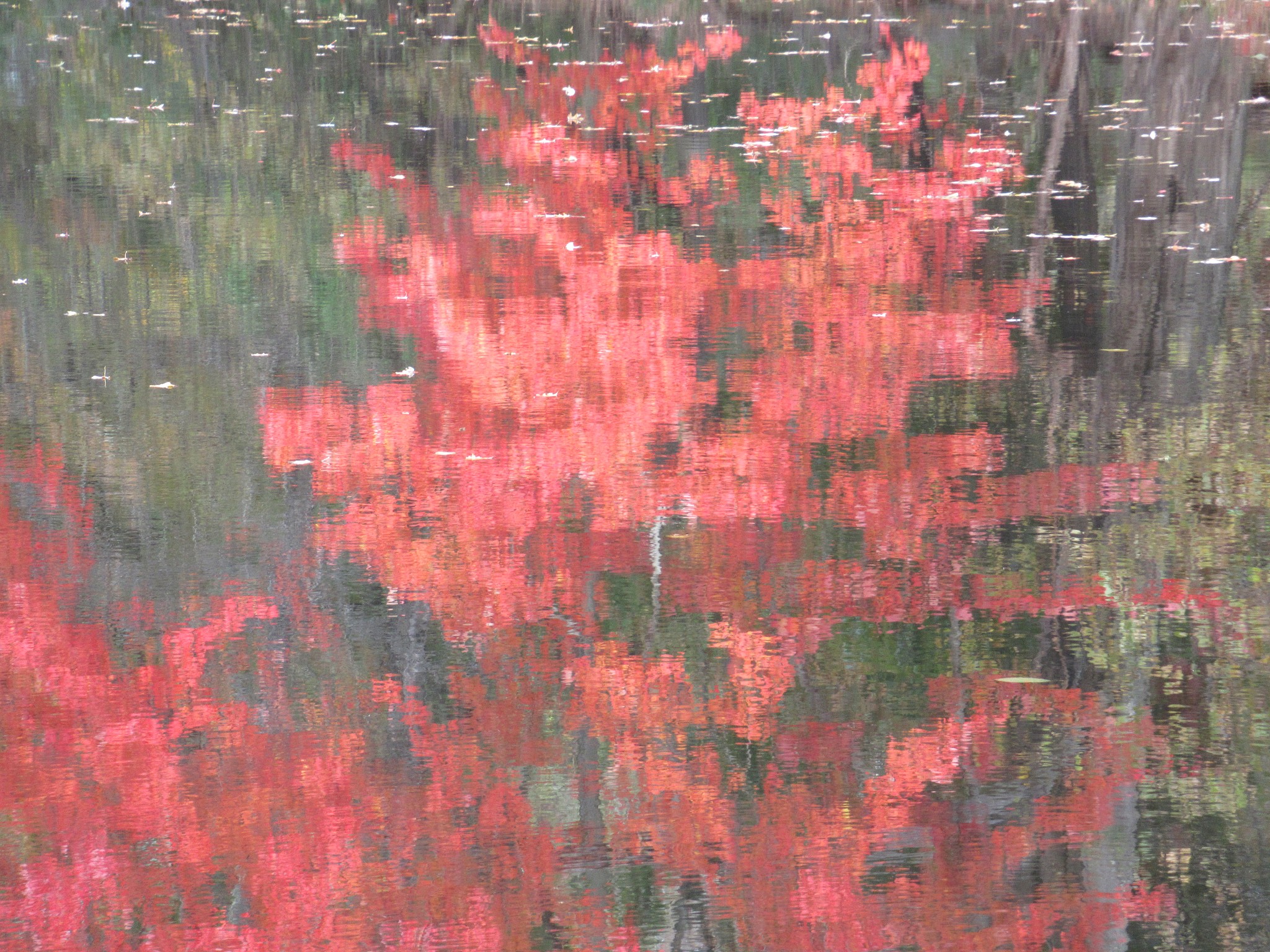 autumn foliage