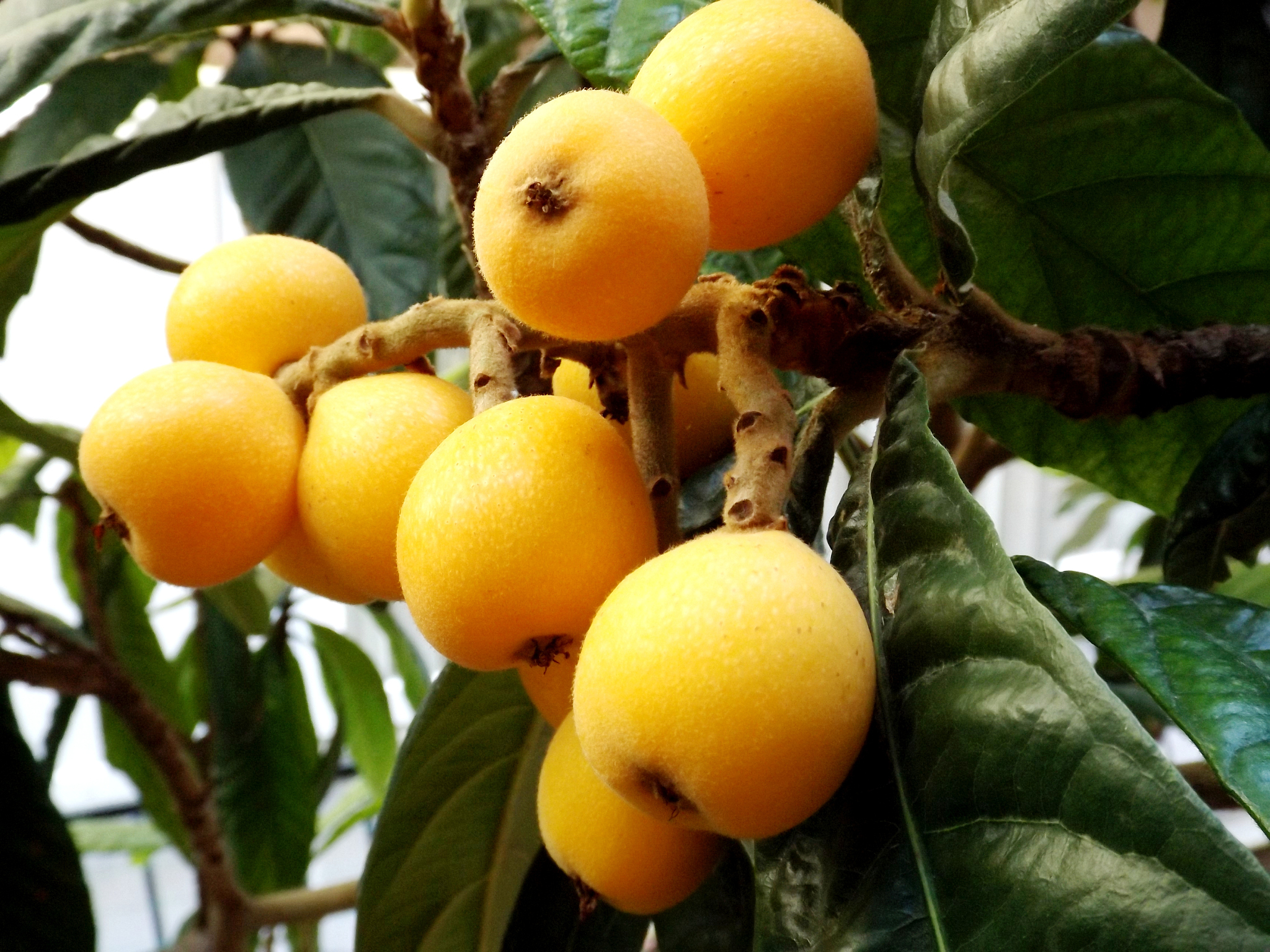 枇杷产业链全解析：从种植到销售，打造黄金产业链