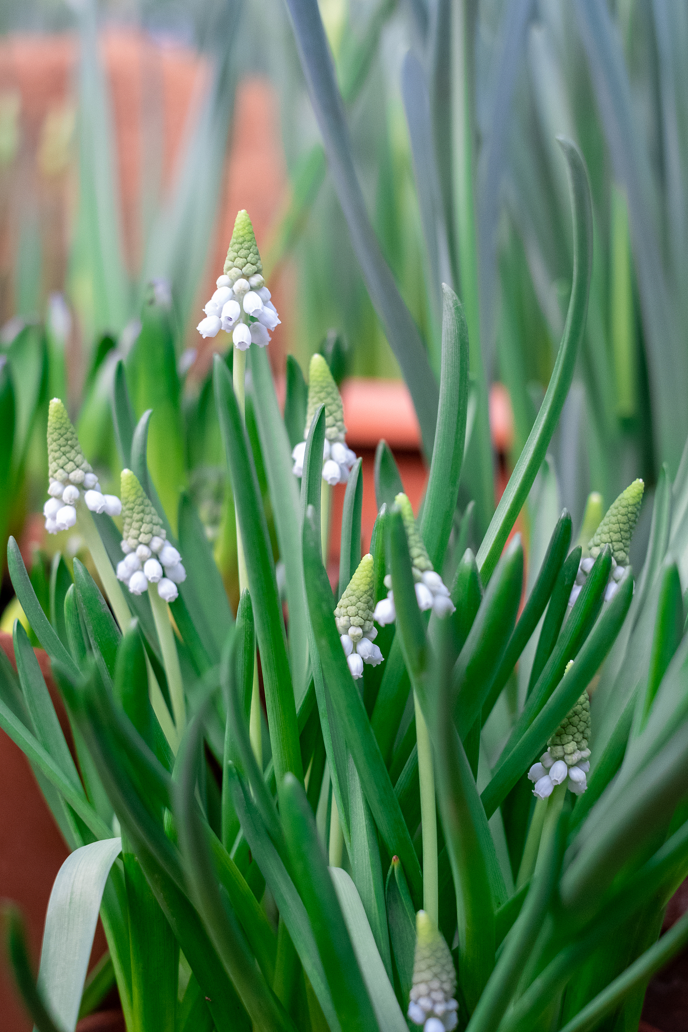 muscari is a genus of bulbous plants in the asparagus family