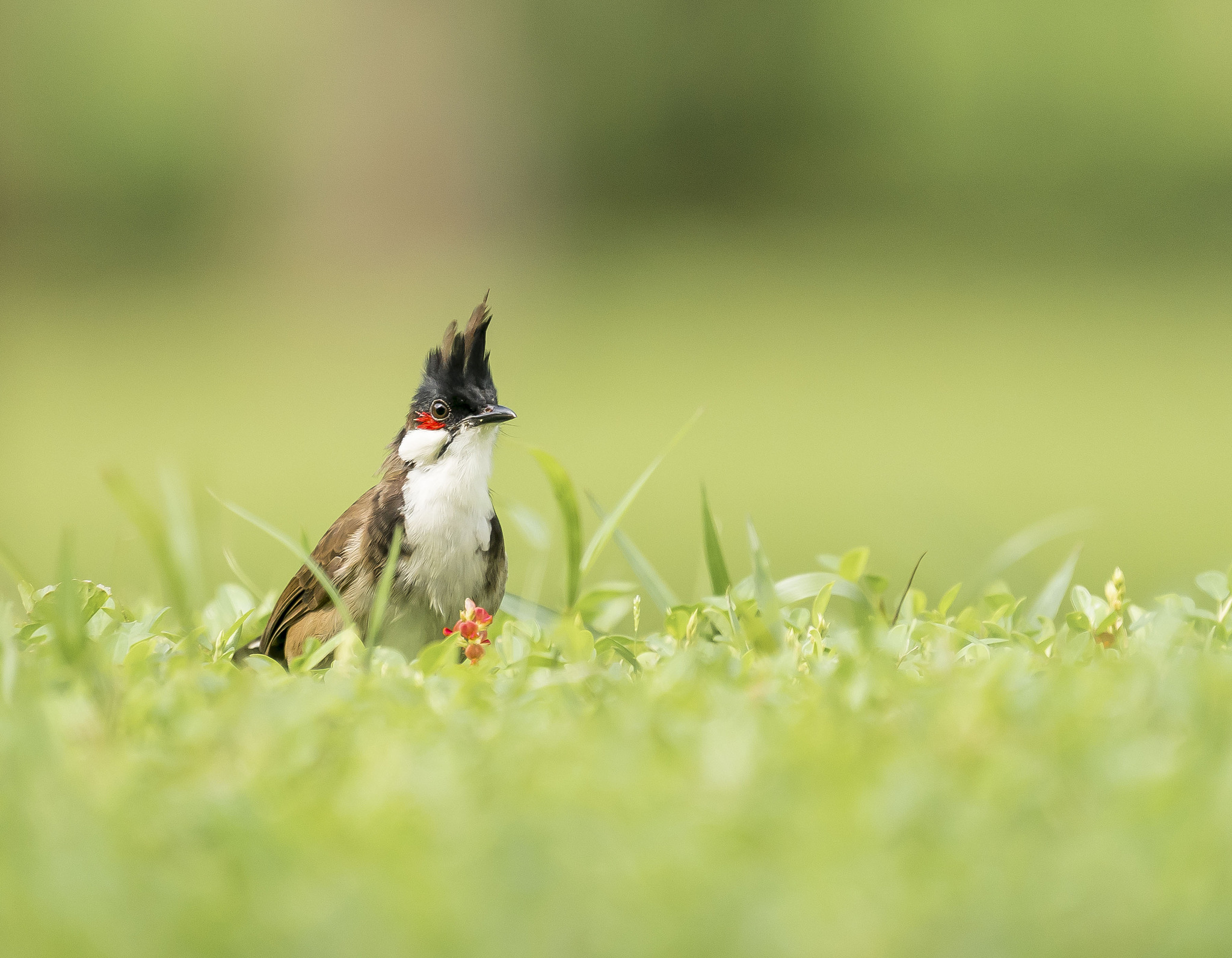 童话之战英雄归来:Q萌冒险手游,全新关卡等你挑战!