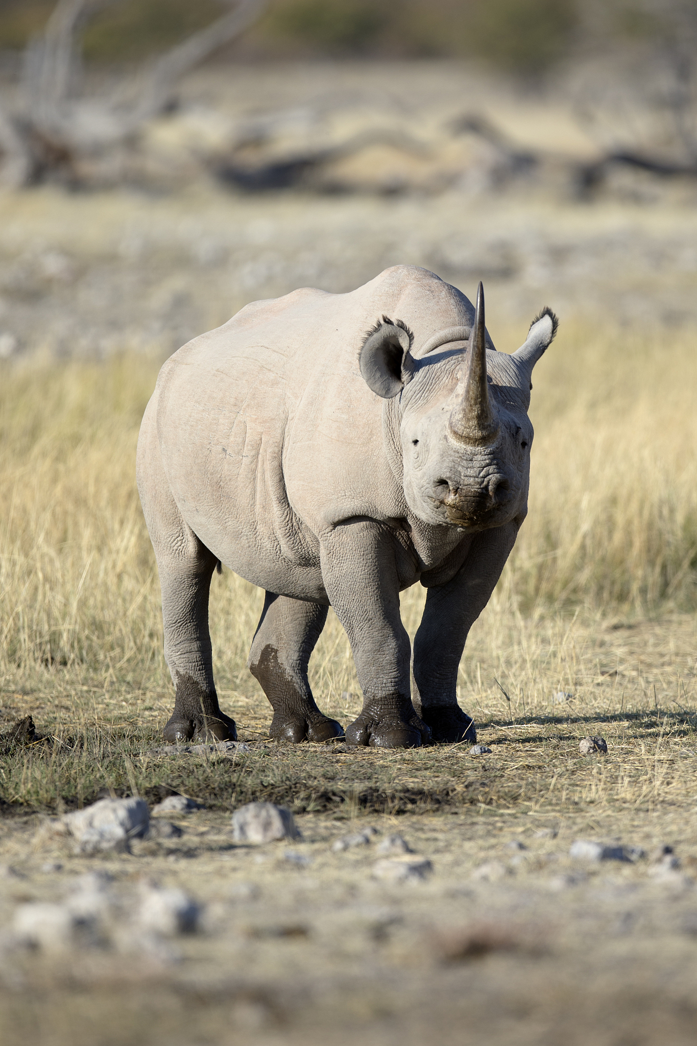 rhino命令集带图标和快捷键整理成文档方便保存