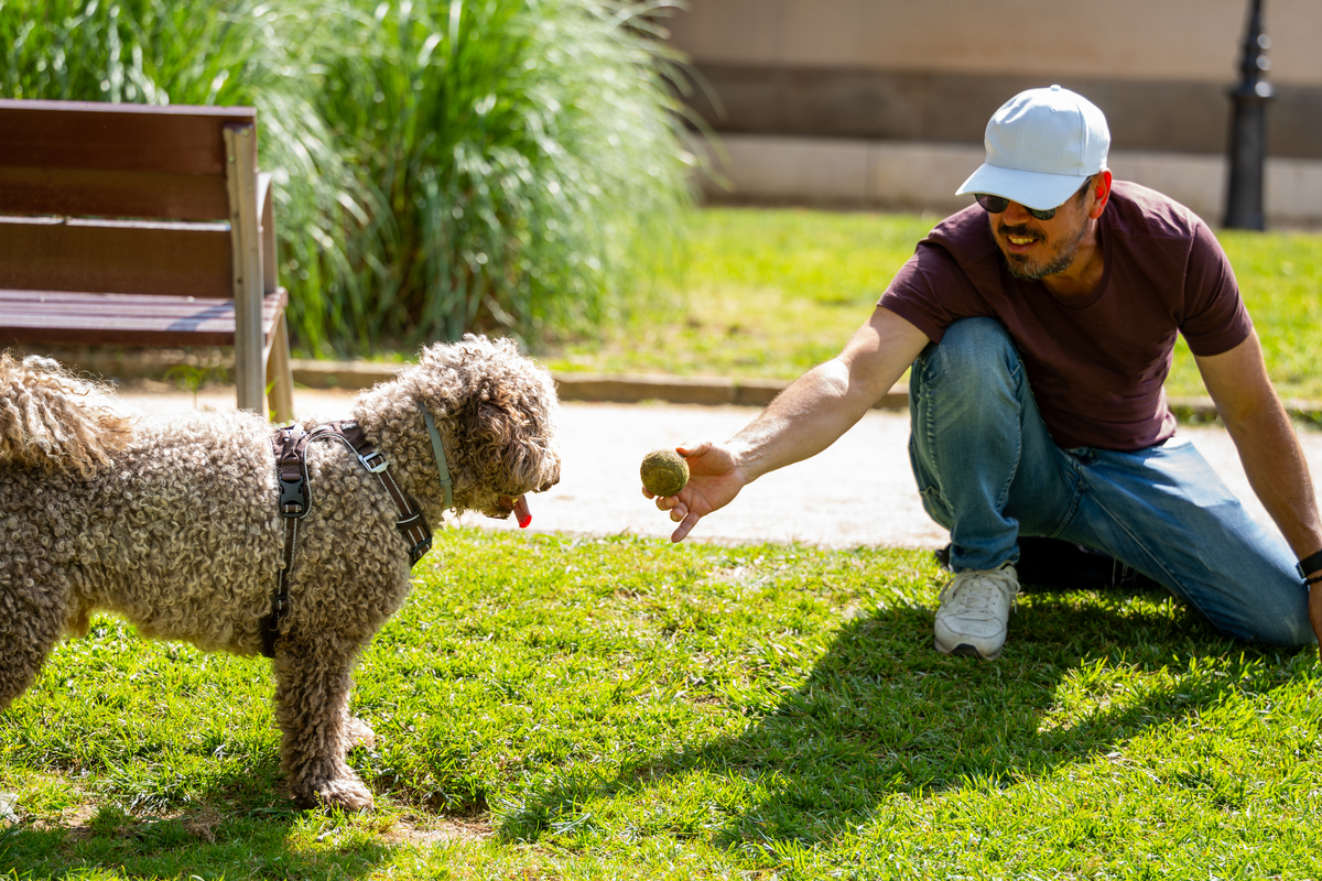 以帮助宠物建立友好的人际关系和与其他动物的互动为题写一篇1200文章