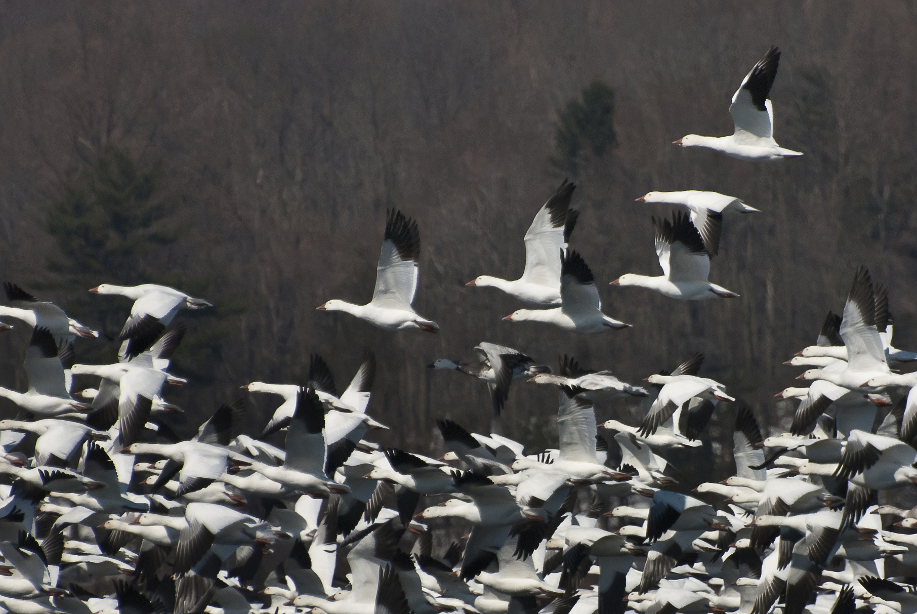 large flock of snow geese taking to flight