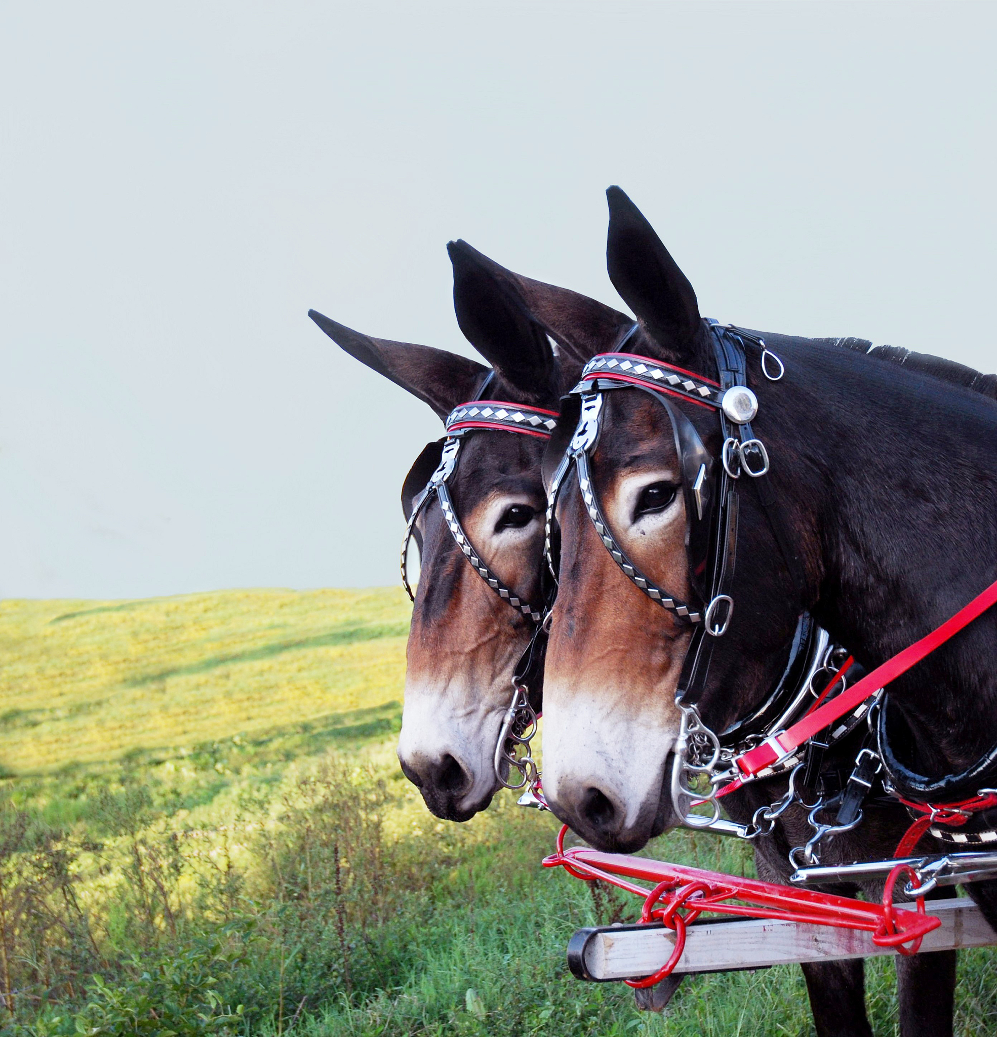 mules