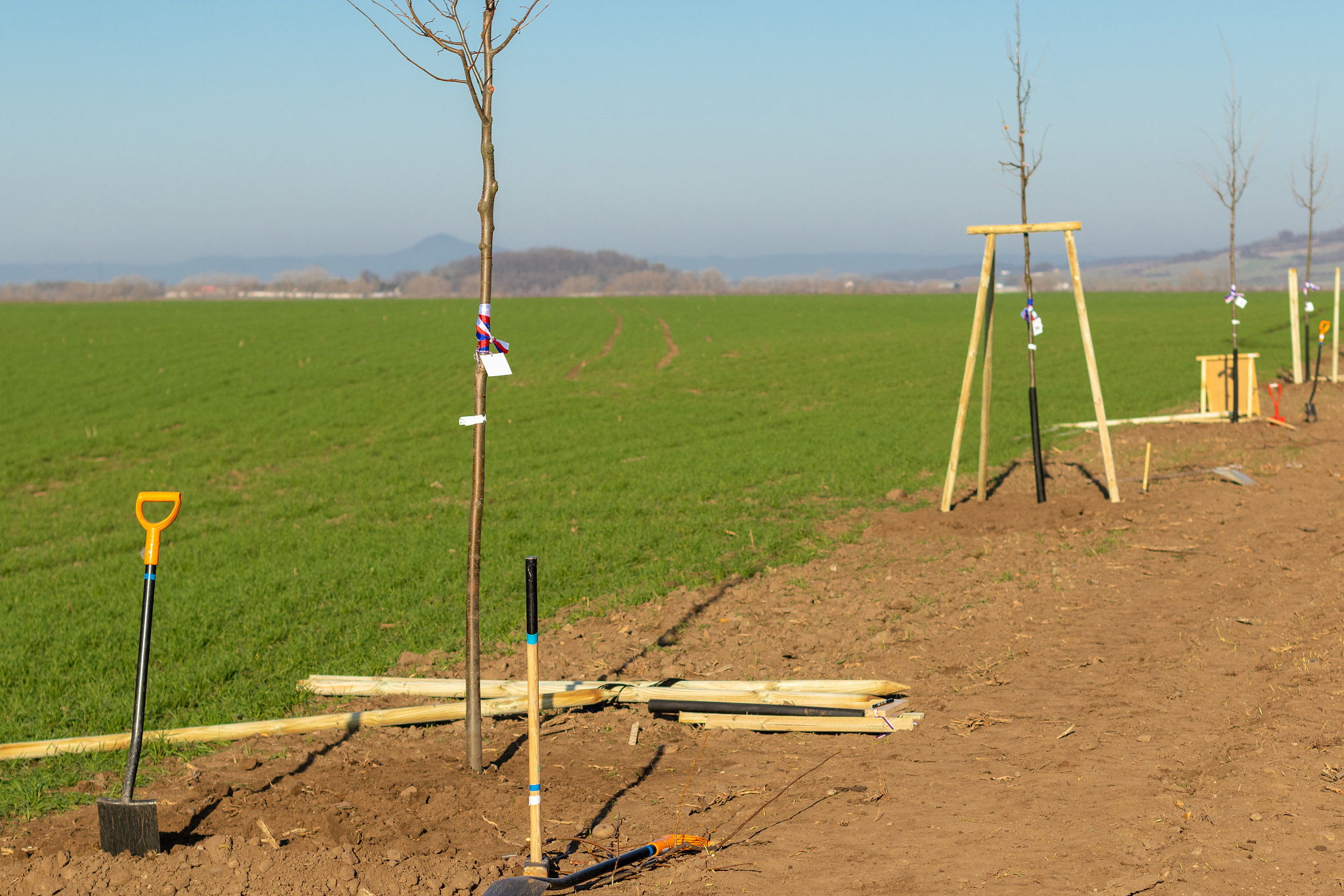 young deciduous tree alley just planted in countryside