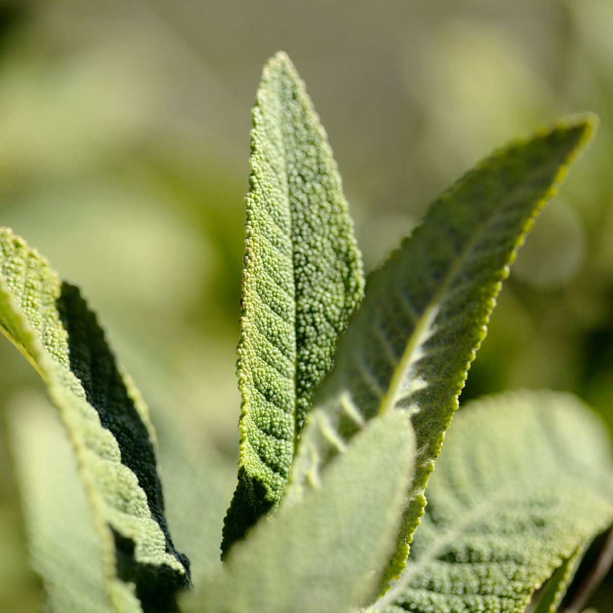 丹参分布区域 | 中国主要产地及种植情况