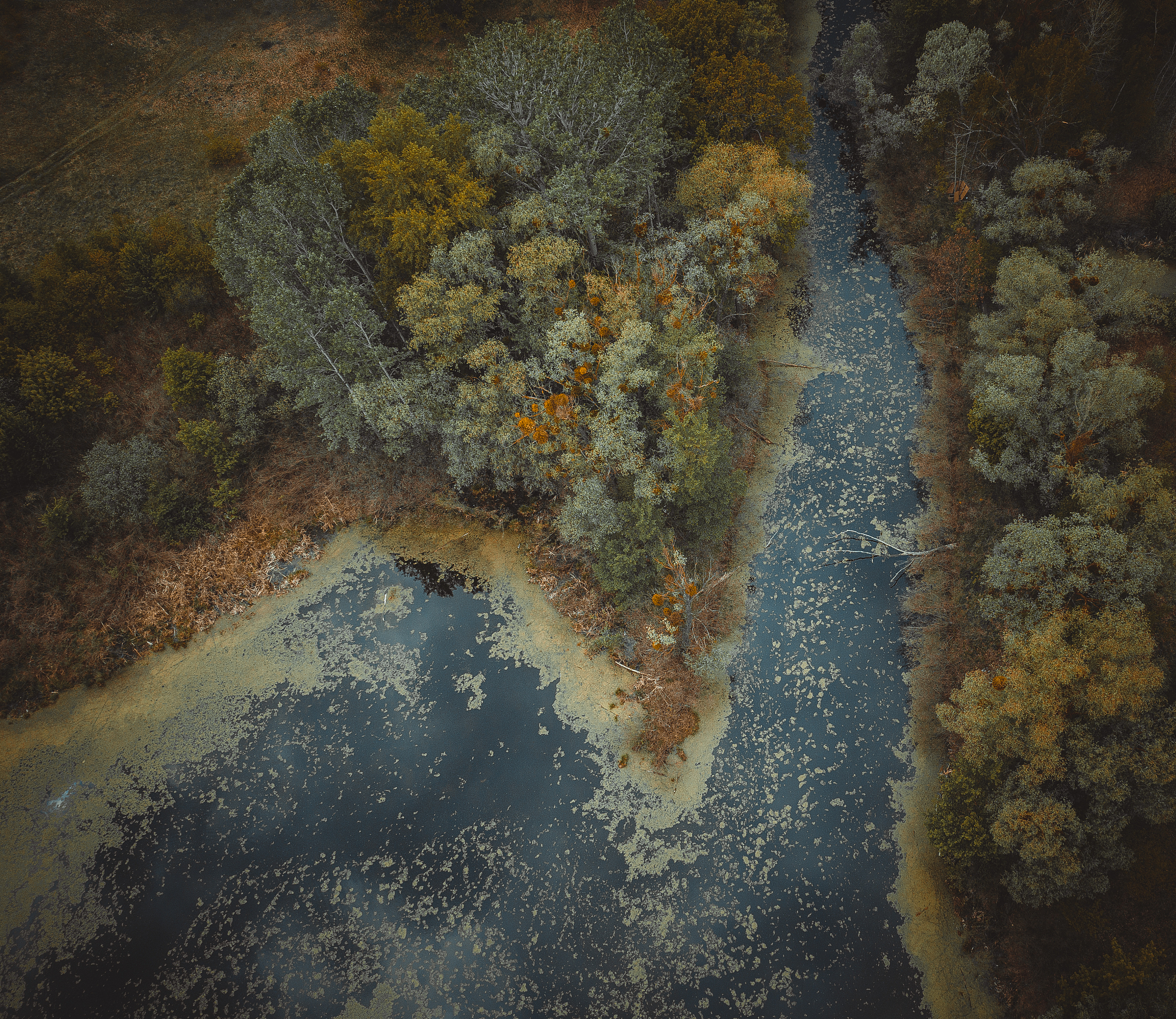 the river and its canals surrounded by oaks. water is covered wi