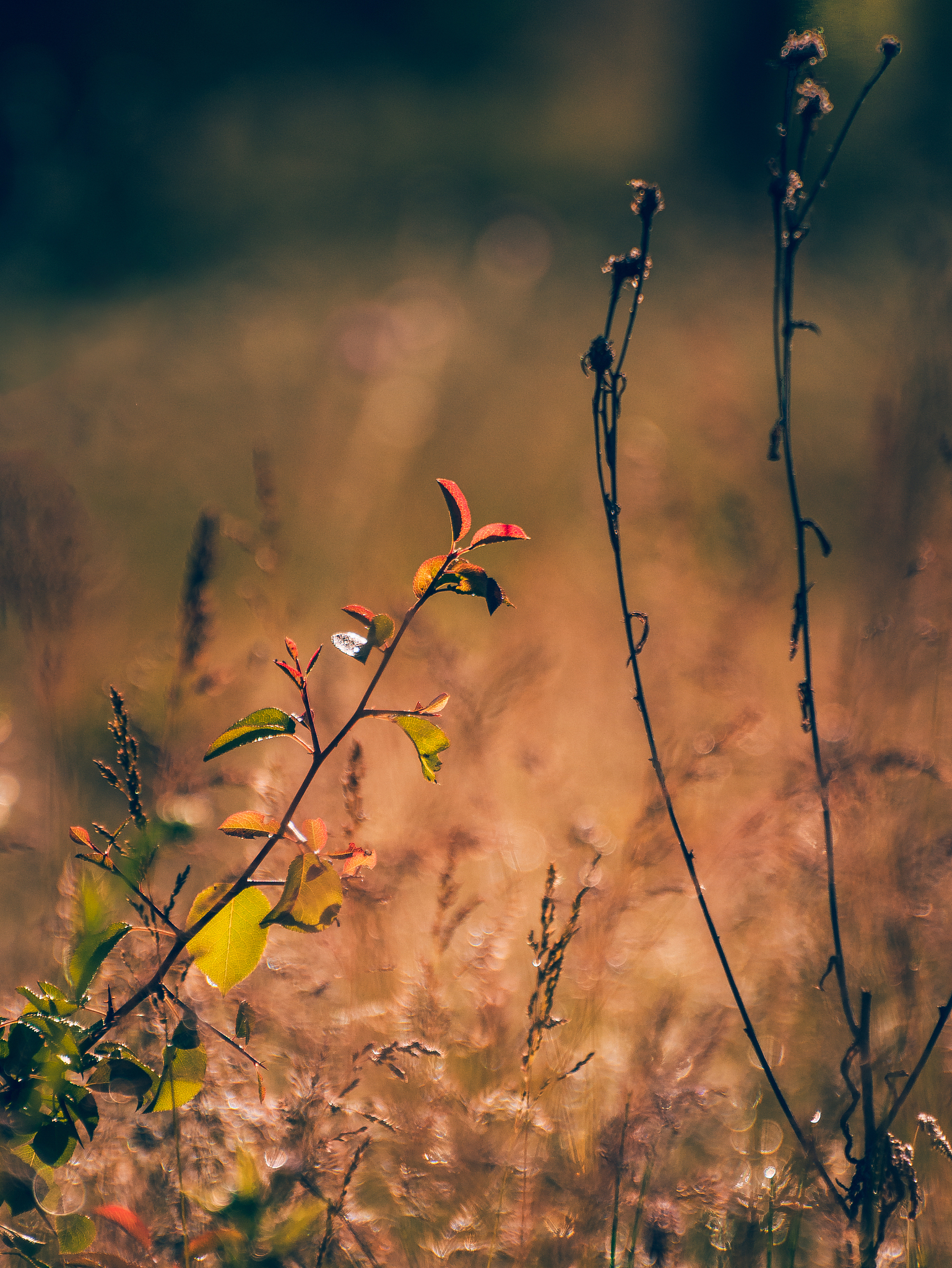 示儿的诗意是什么