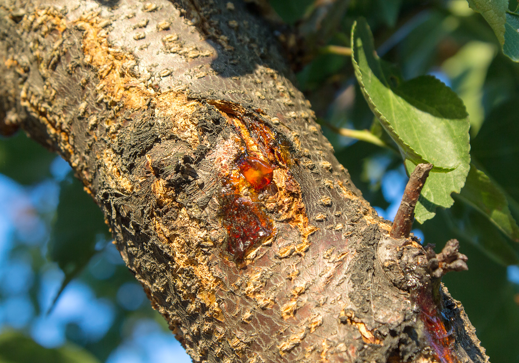resin drops on a tree with sunlight. nature
