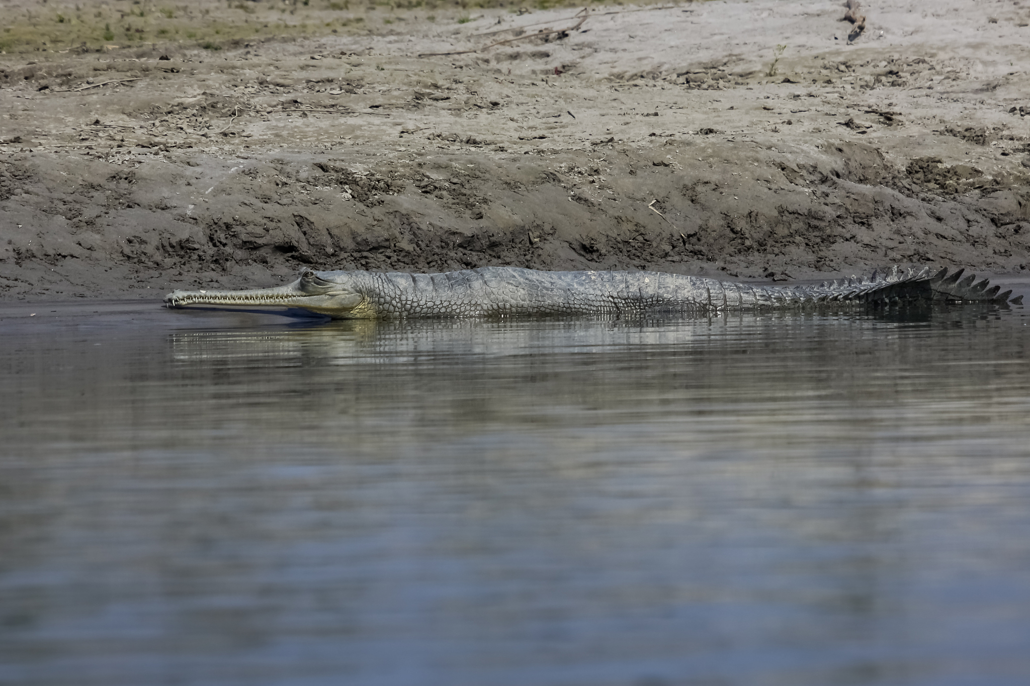 endangered ganges gavial or gharial on the banks of narayani-rap