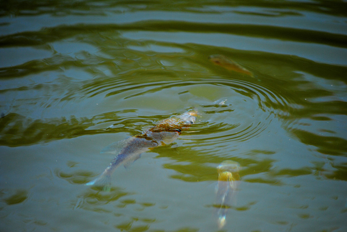 放生三月鲫鱼后的福报，
