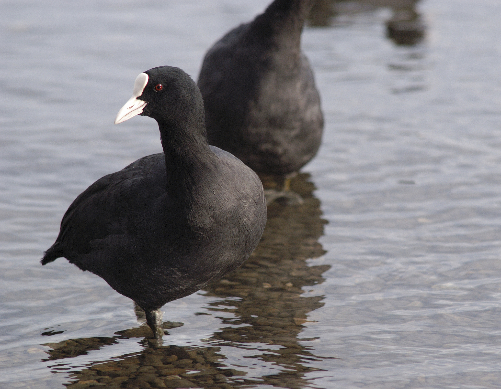 在美国有黑水鸡吗？