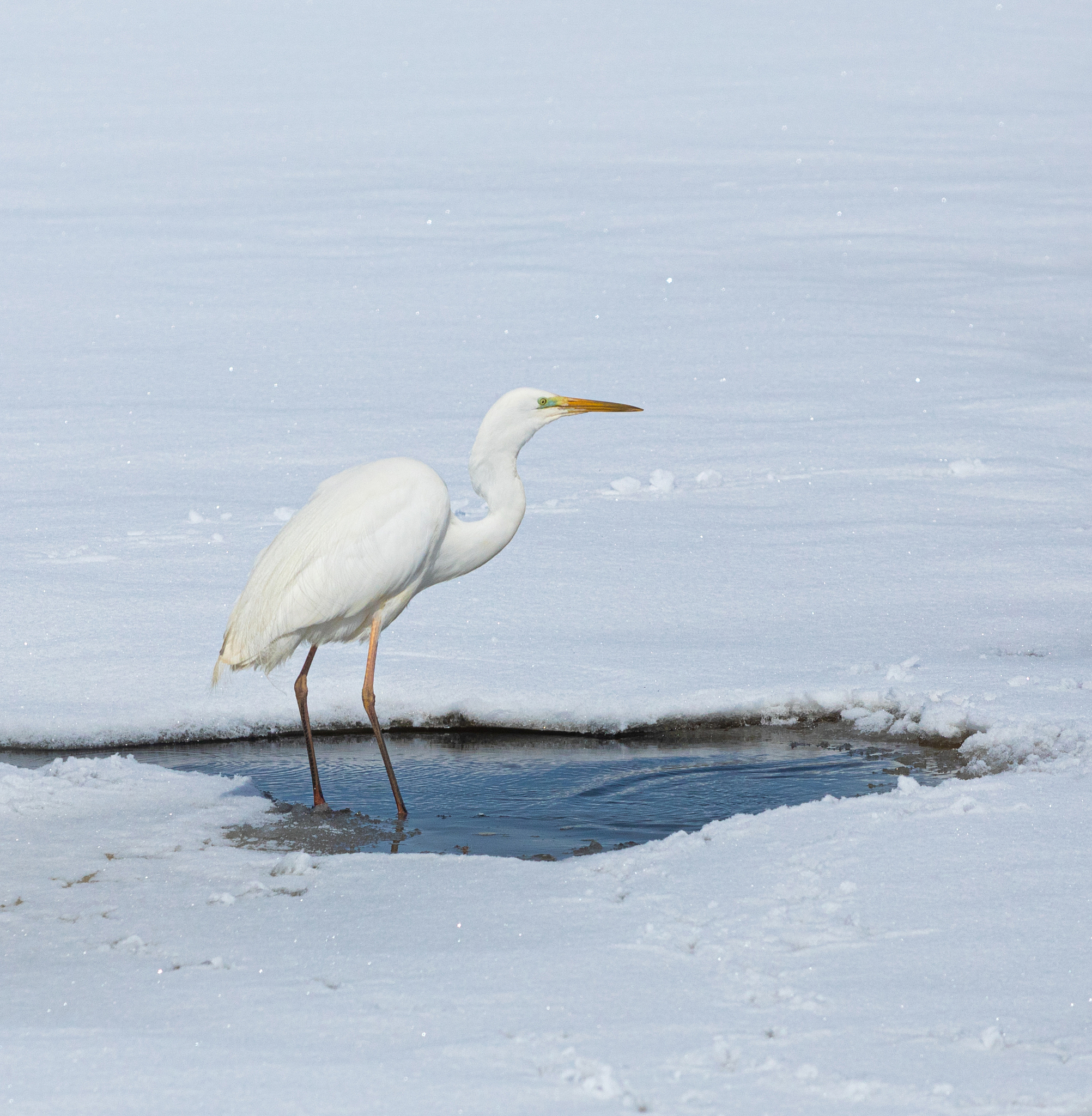 鸡西求助电话是多少？快速获取紧急联系方式！