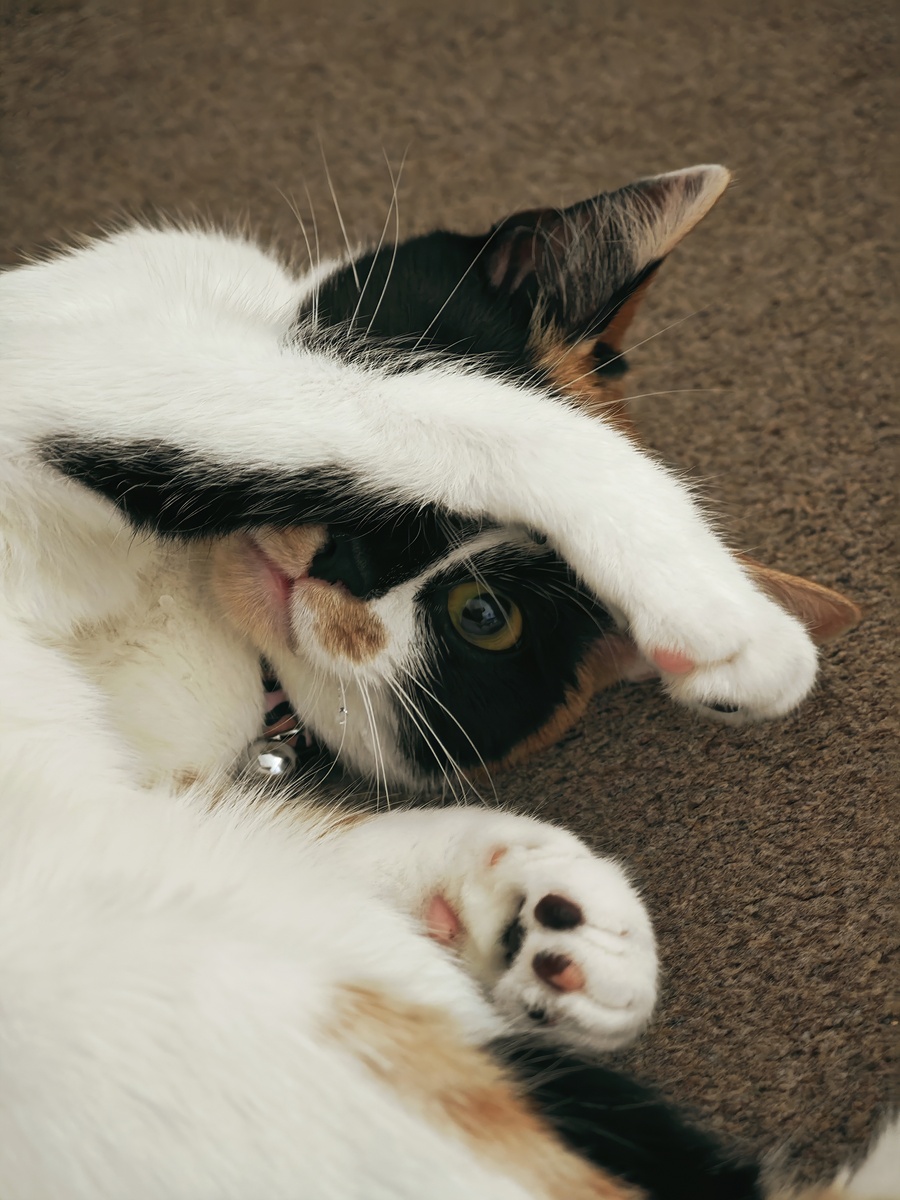 你看起来是个爱猫的人哈哈。我喜欢它们的行为不同于狗。