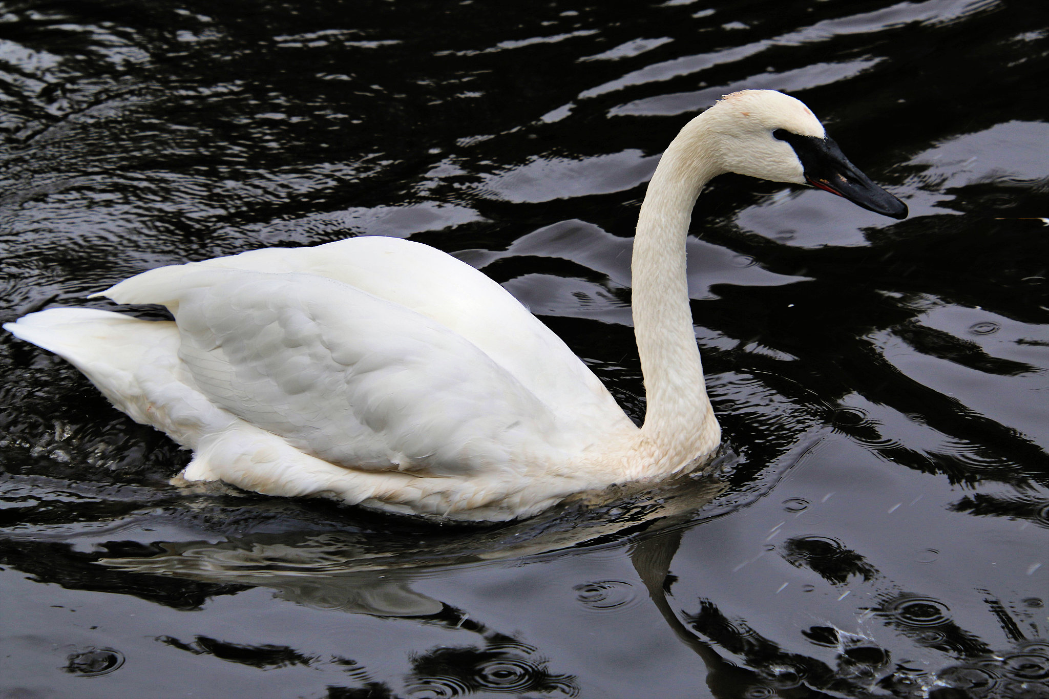 a picture of a trumpeter swan at martin mere